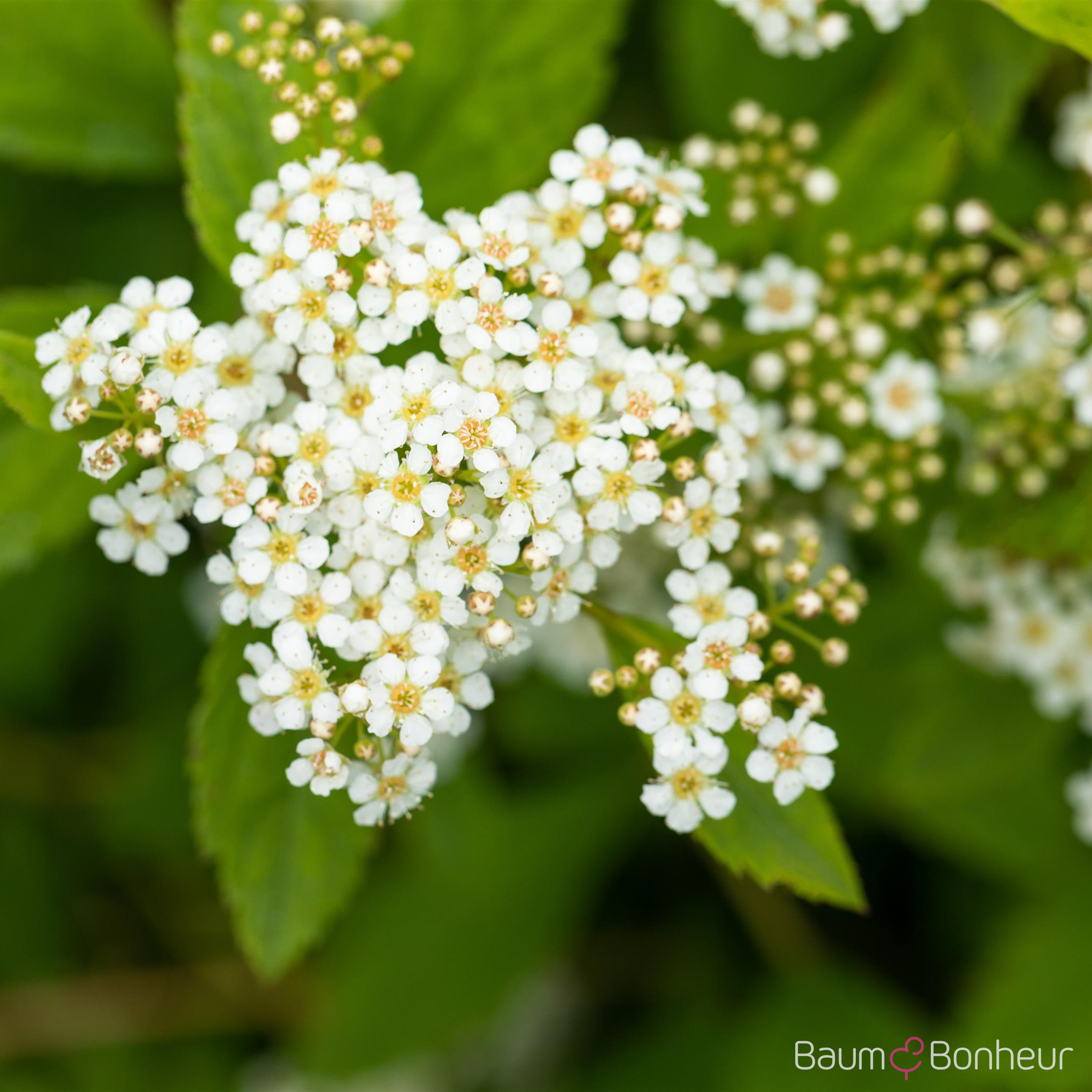 Spiraea decumbens