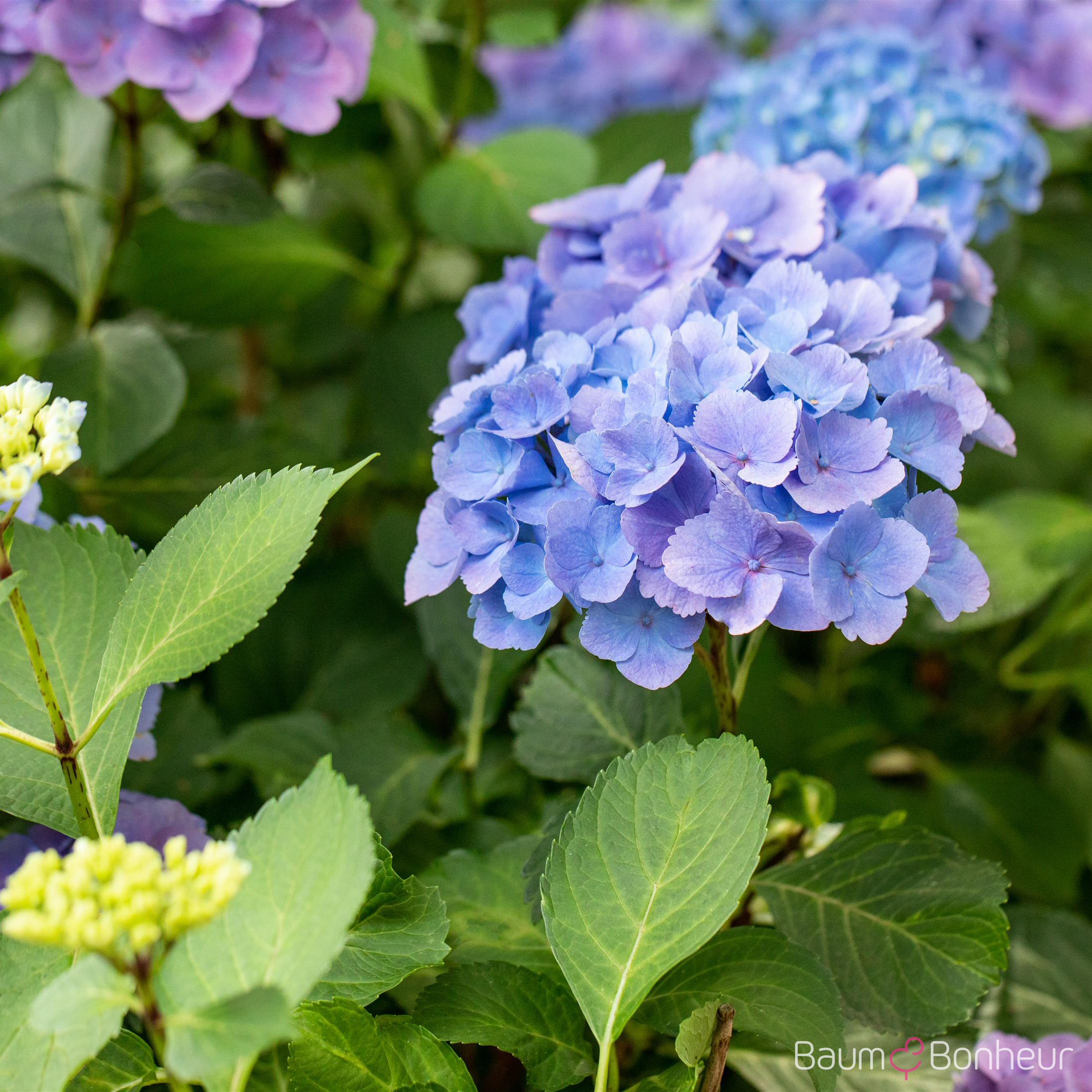 Hydrangea macrophylla 'Forever & Ever® Blue'