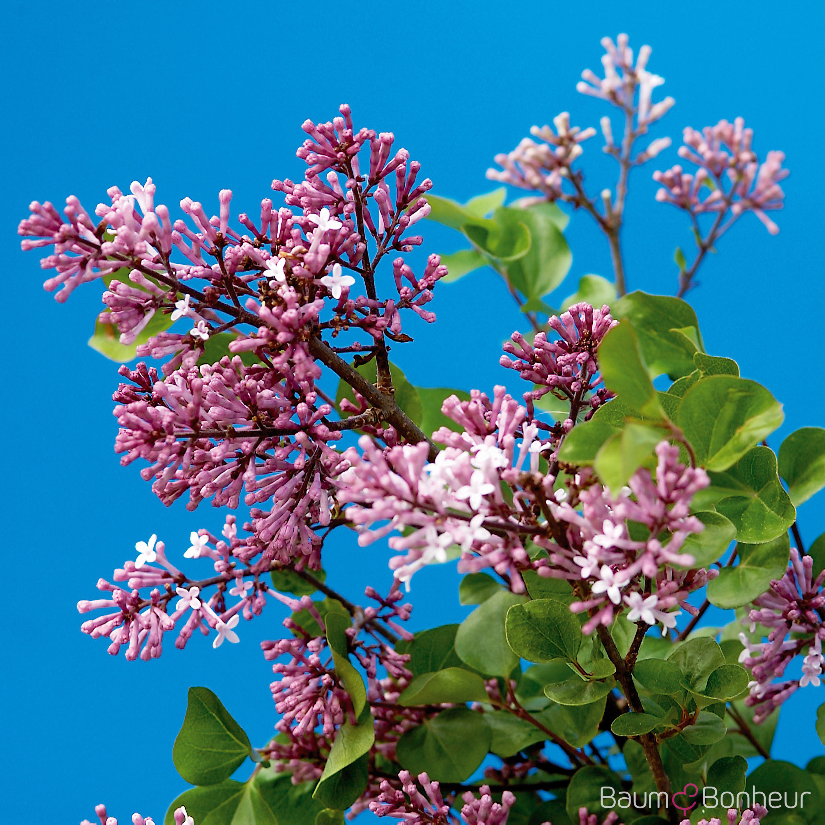Syringa meyeri 'Palibin'