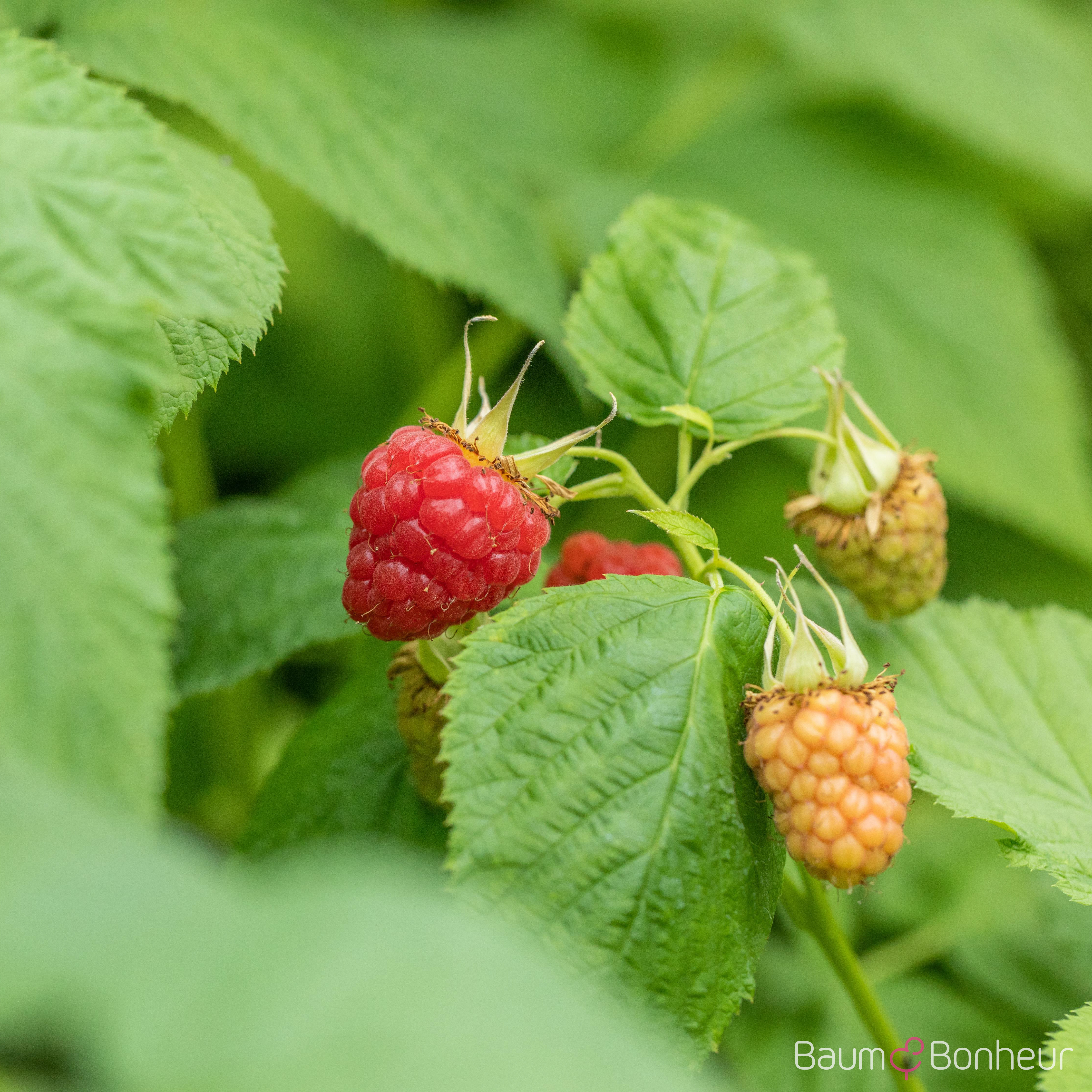Rubus idaeus 'Tulameen' (S)