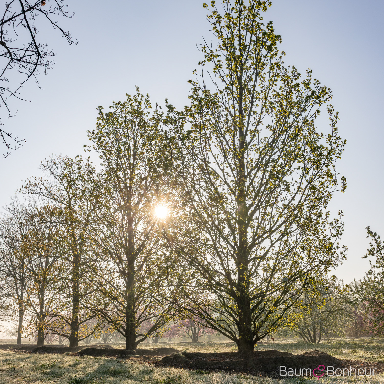 Quercus petraea 'Typ Lappen'