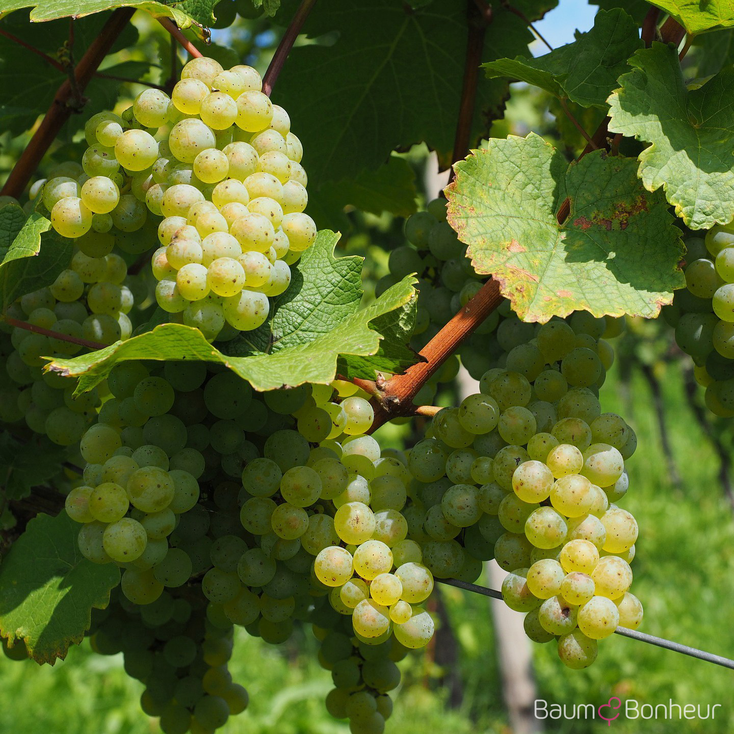 Vitis vinifera 'Phoenix'