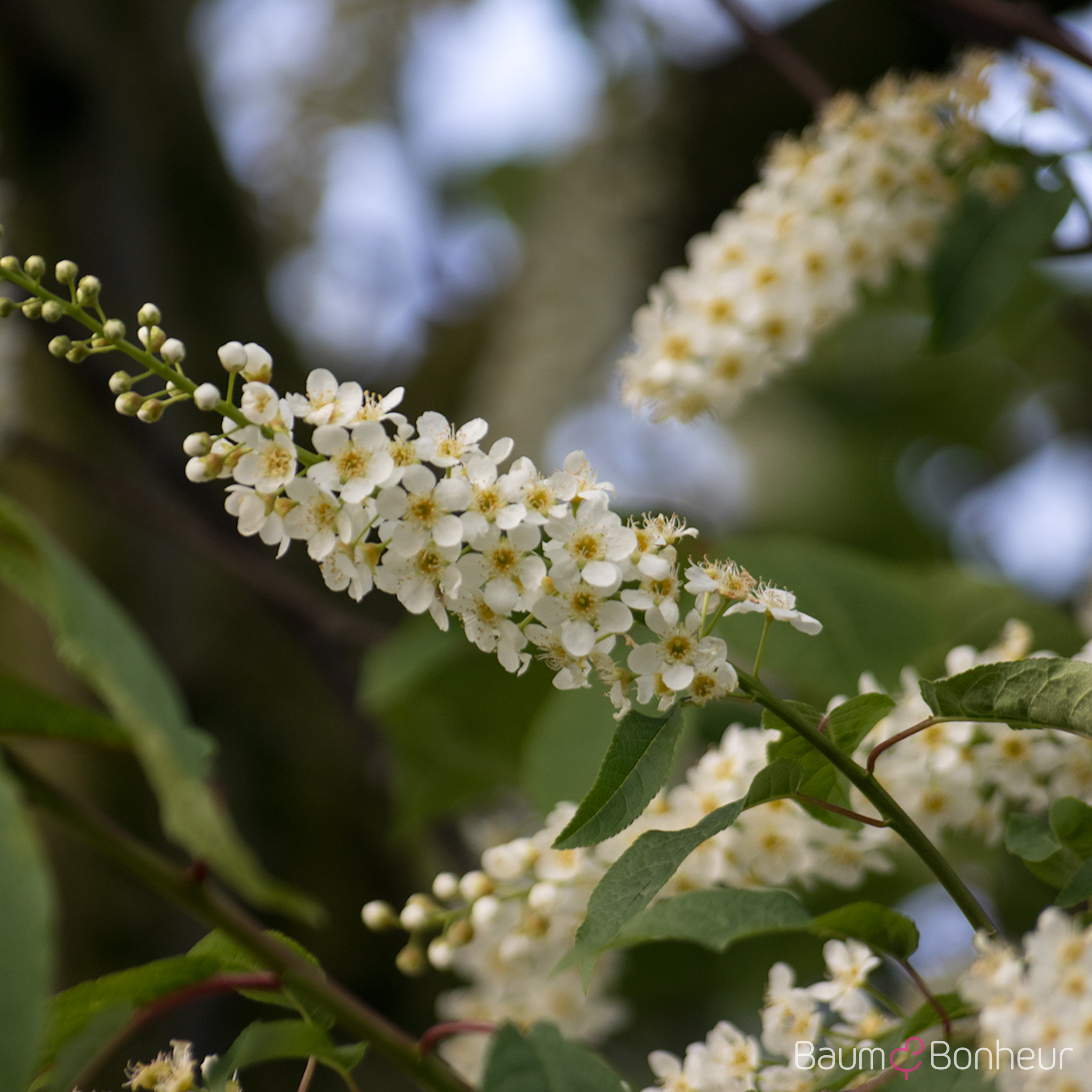 Prunus padus 'Watereri'