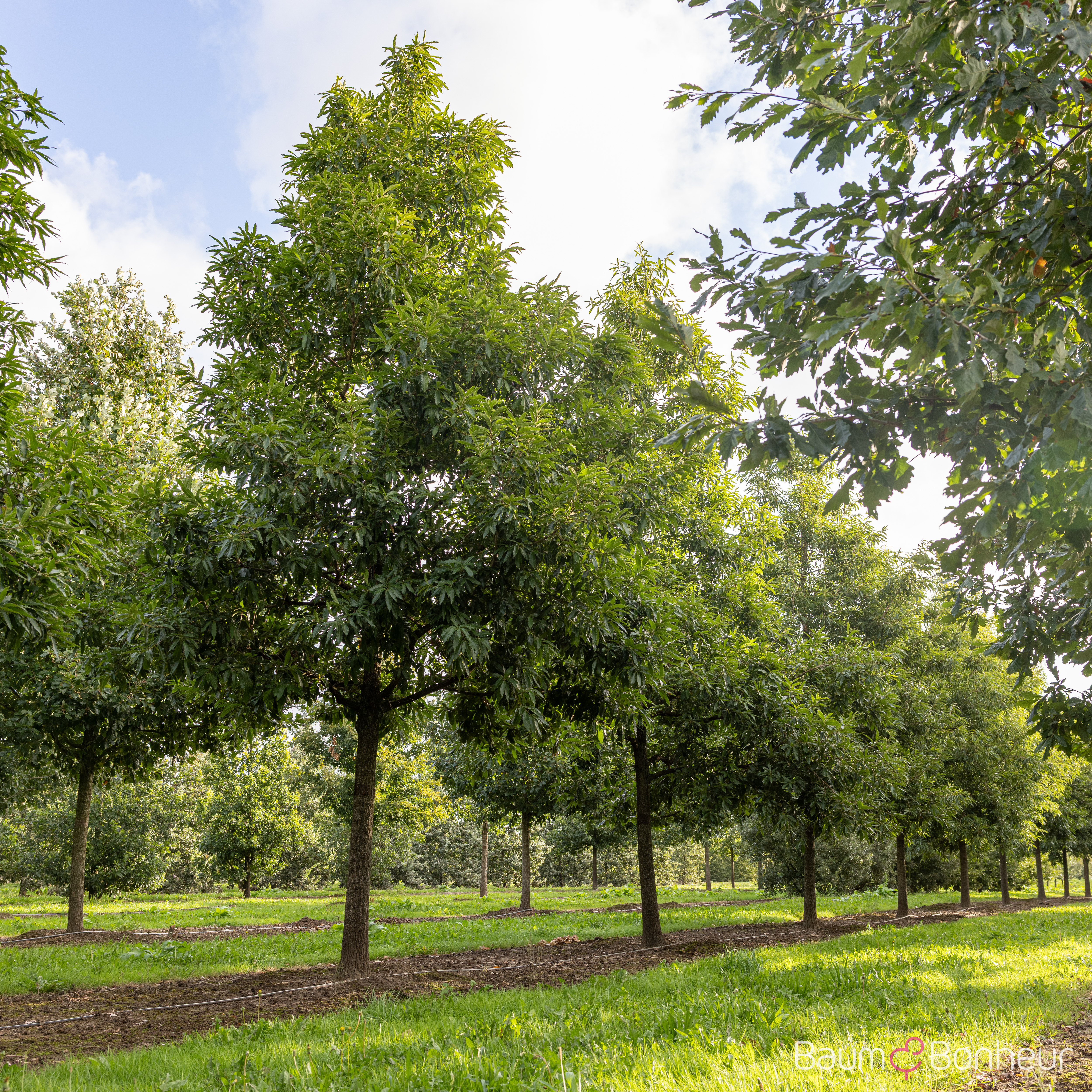 Quercus castaneifolia 'Green Spire'