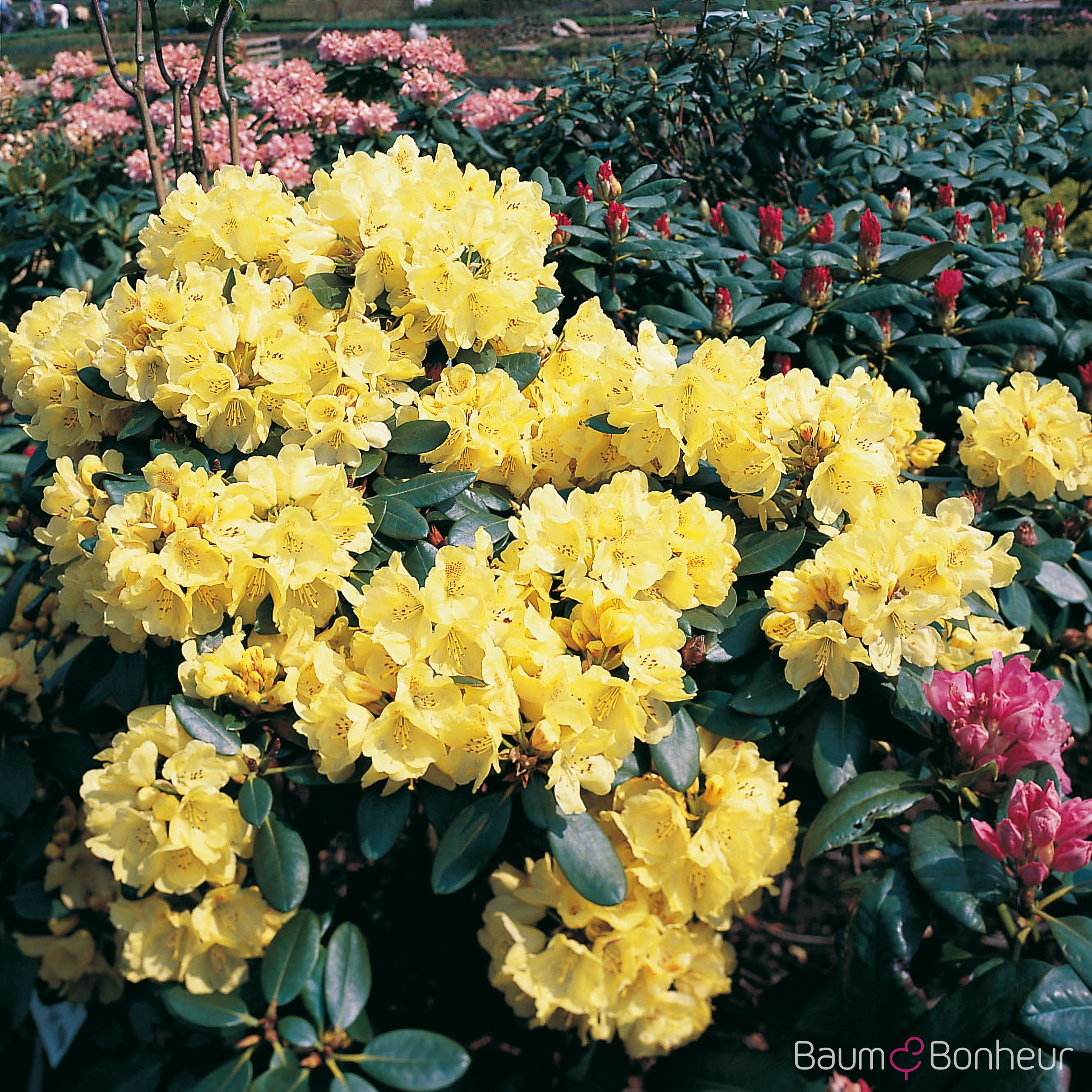 Rhododendron 'Goldkrone'®