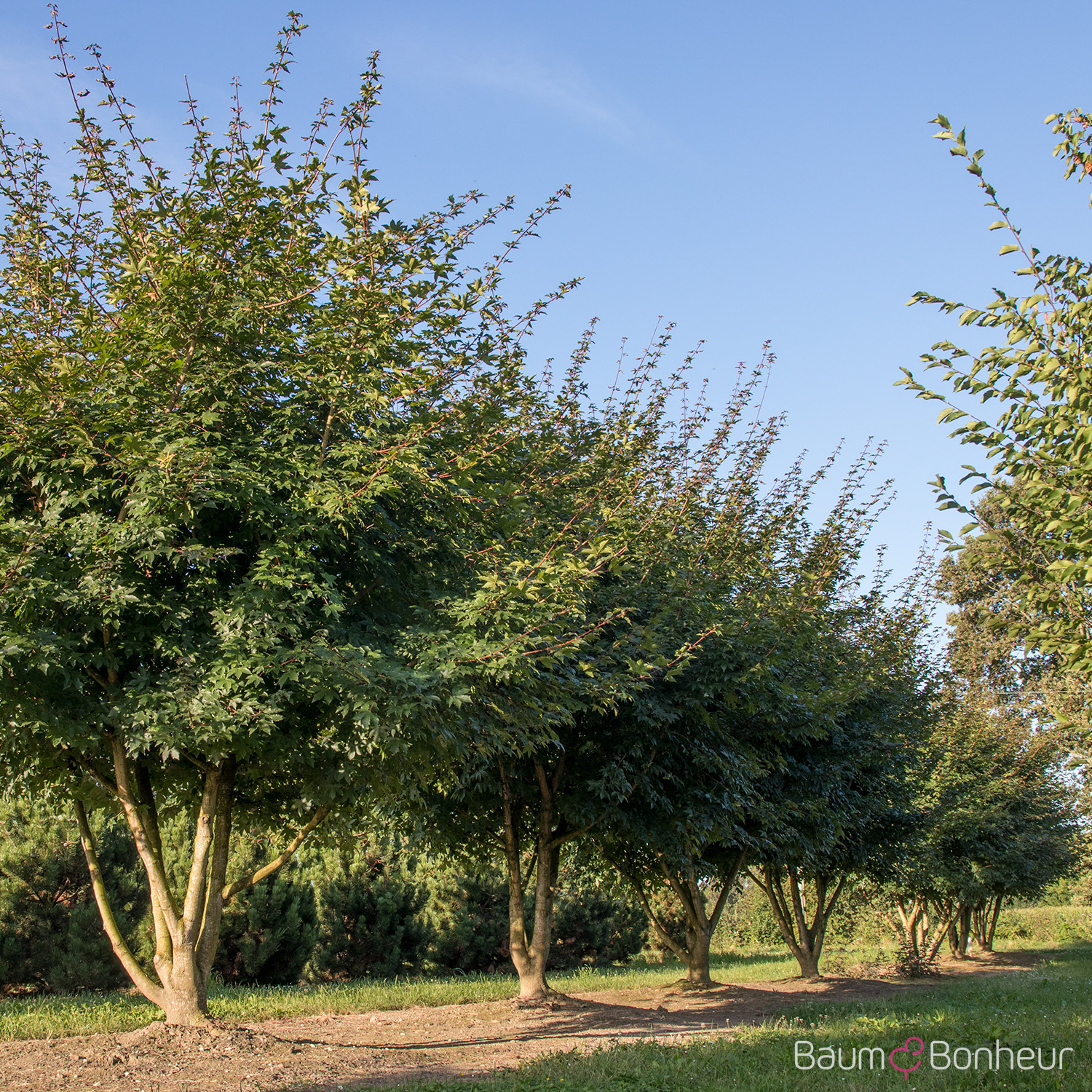 Acer x zoeschense 'Annae'