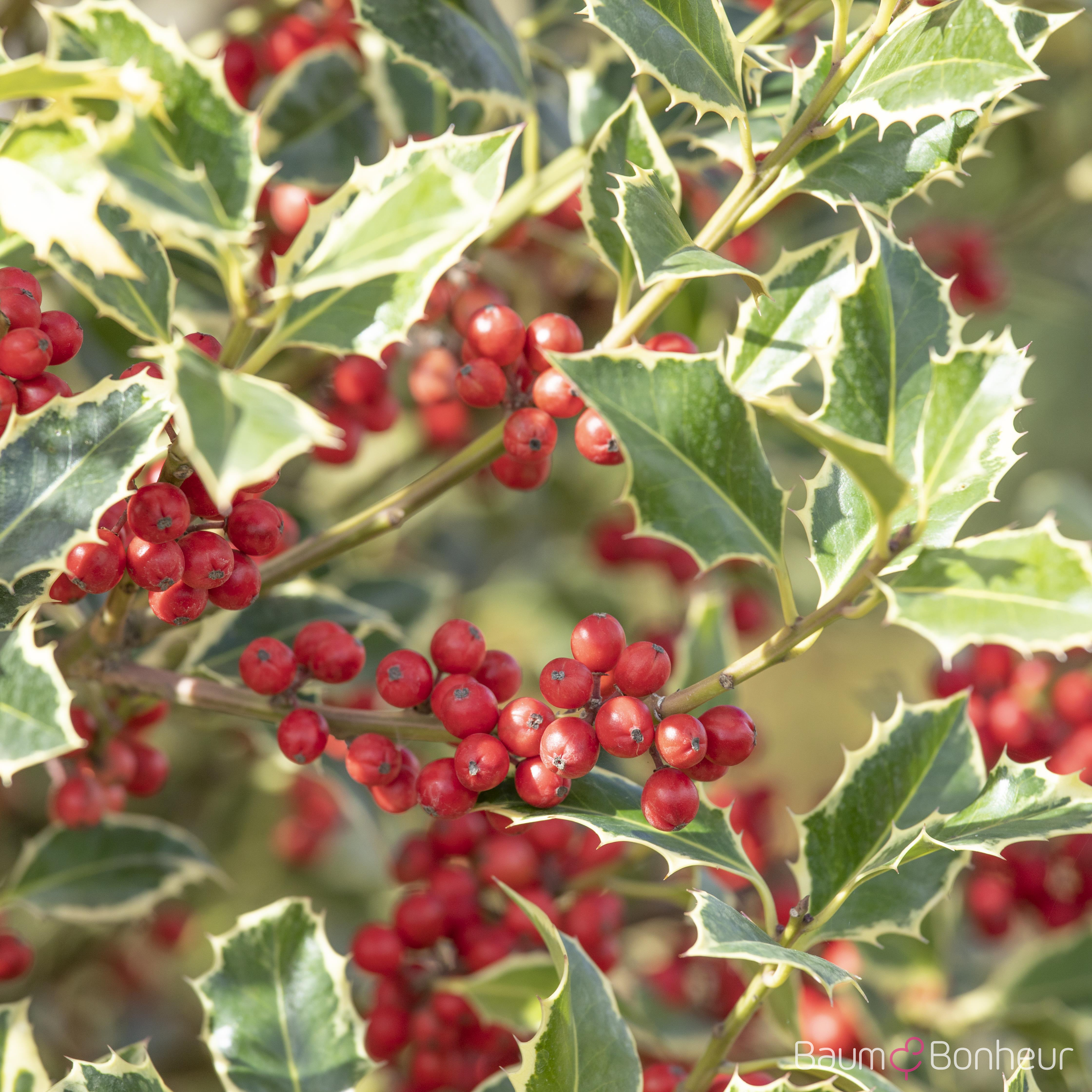 Ilex aquifolium 'Argentea Marginata'