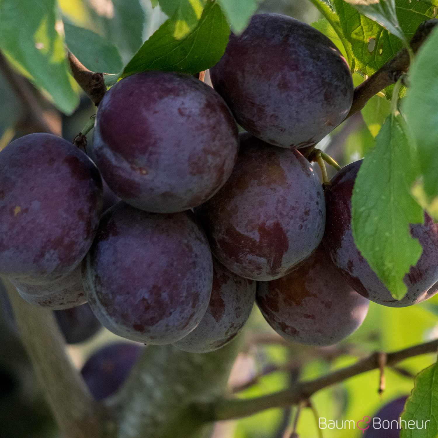 Prunus domestica 'Anna Späth'