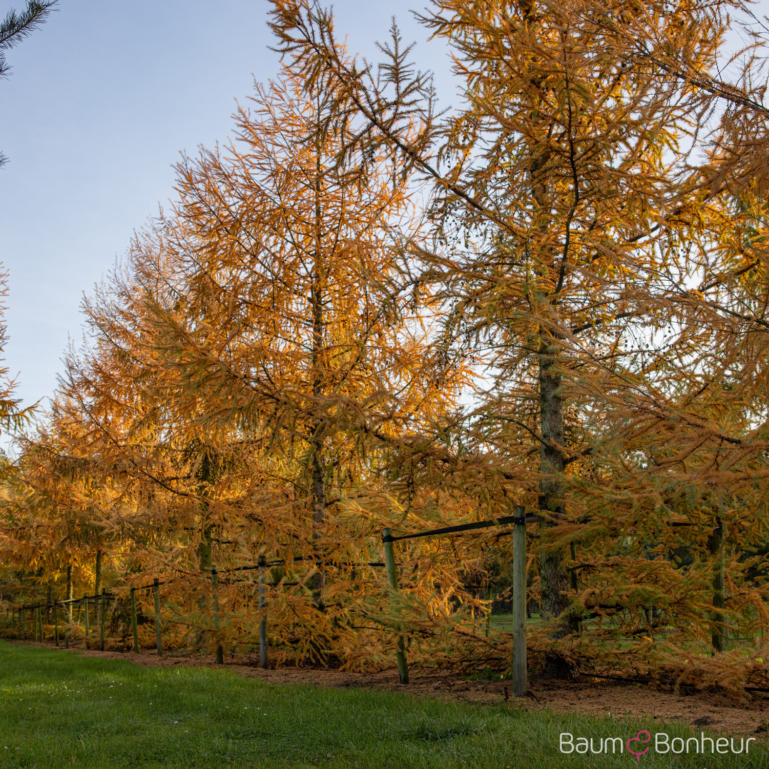 Larix decidua