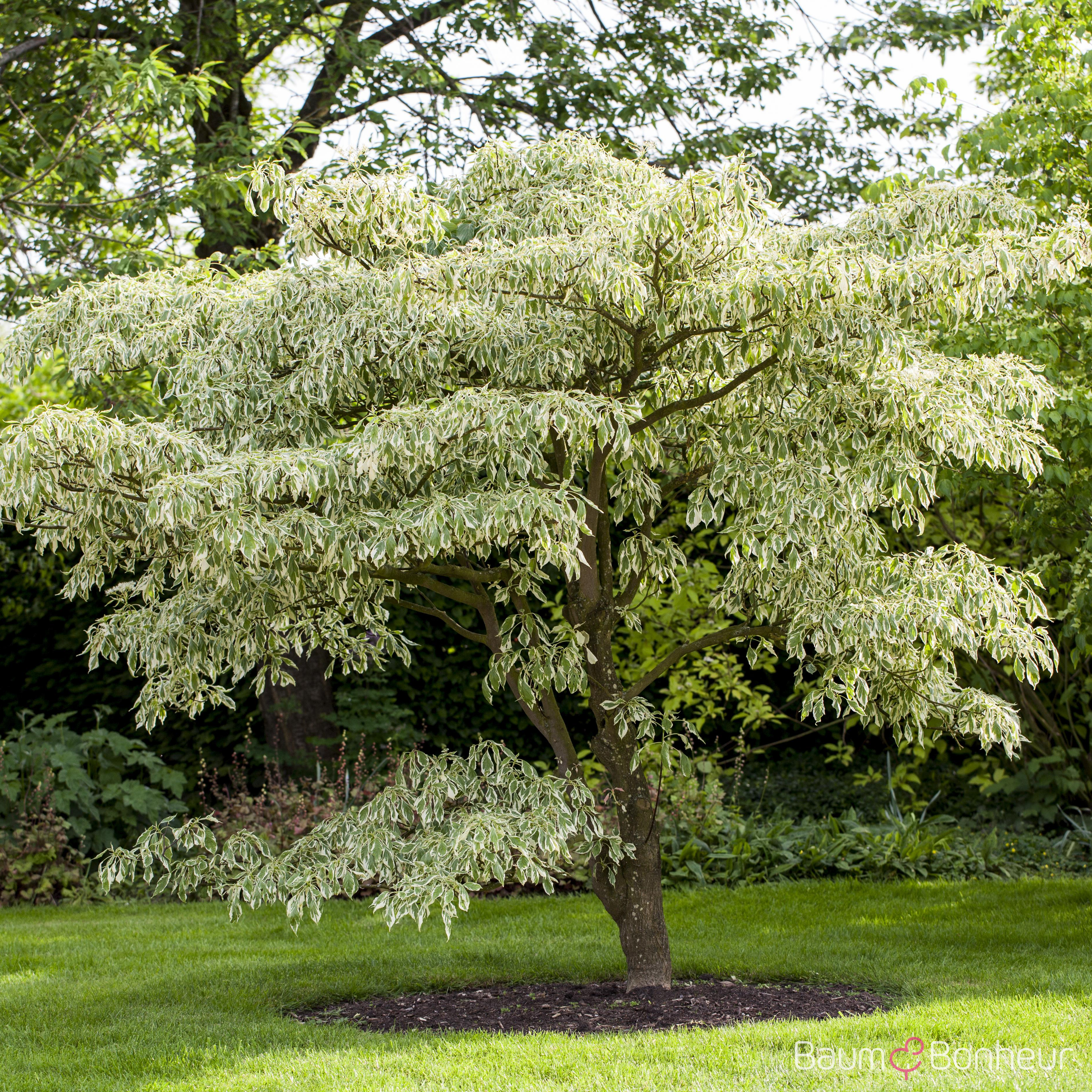 Cornus controversa 'Variegata'