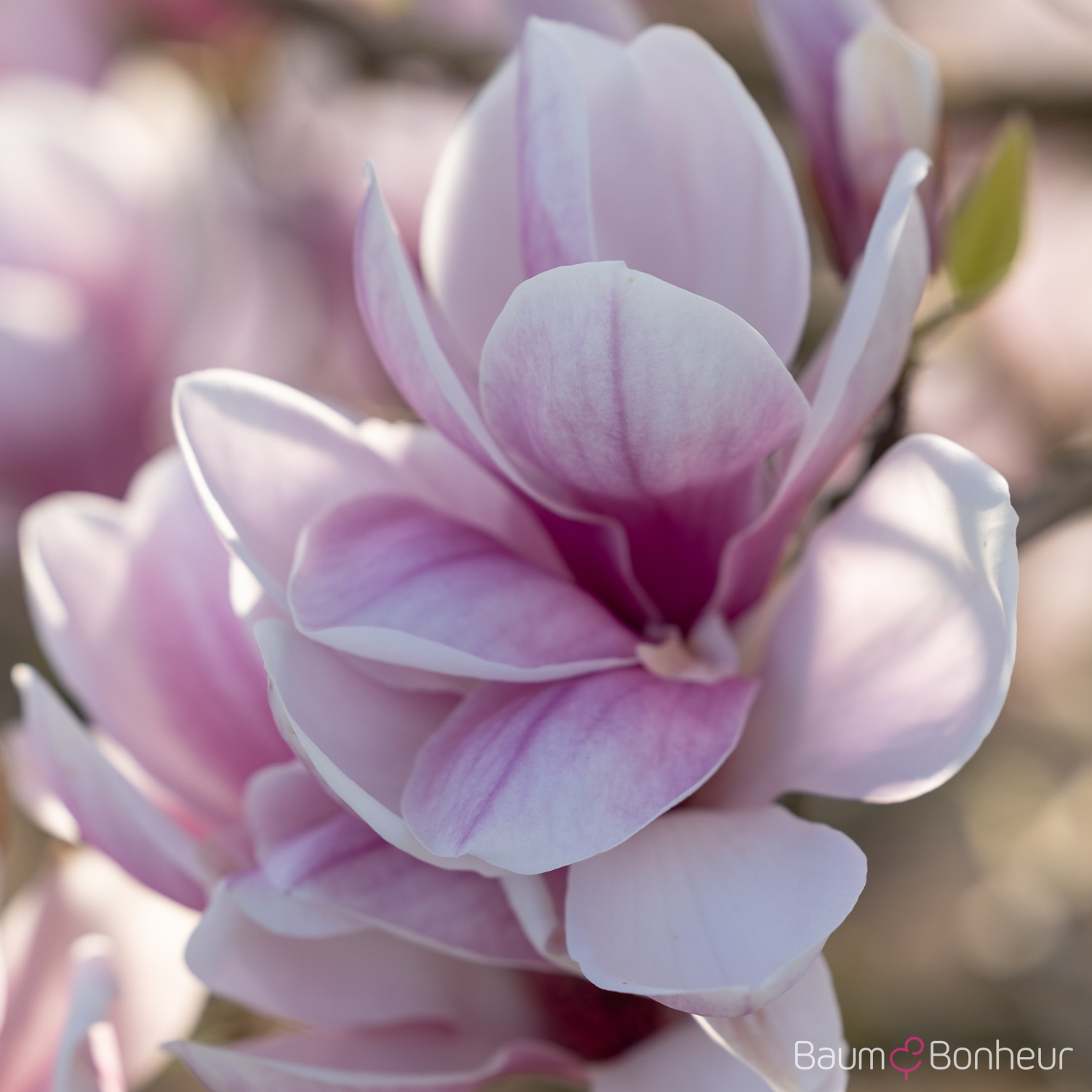 Magnolia soulangeana