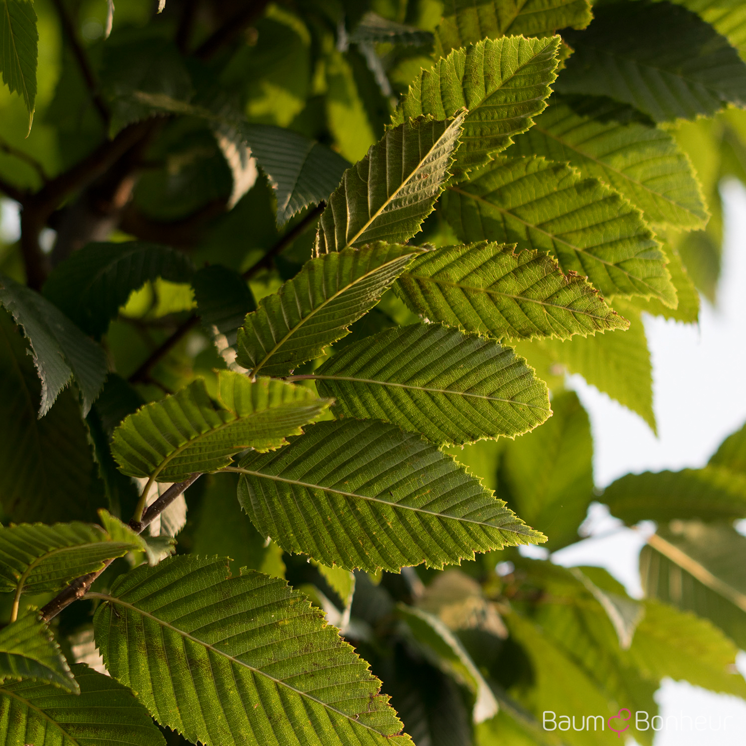 Carpinus betulus 'Lucas'