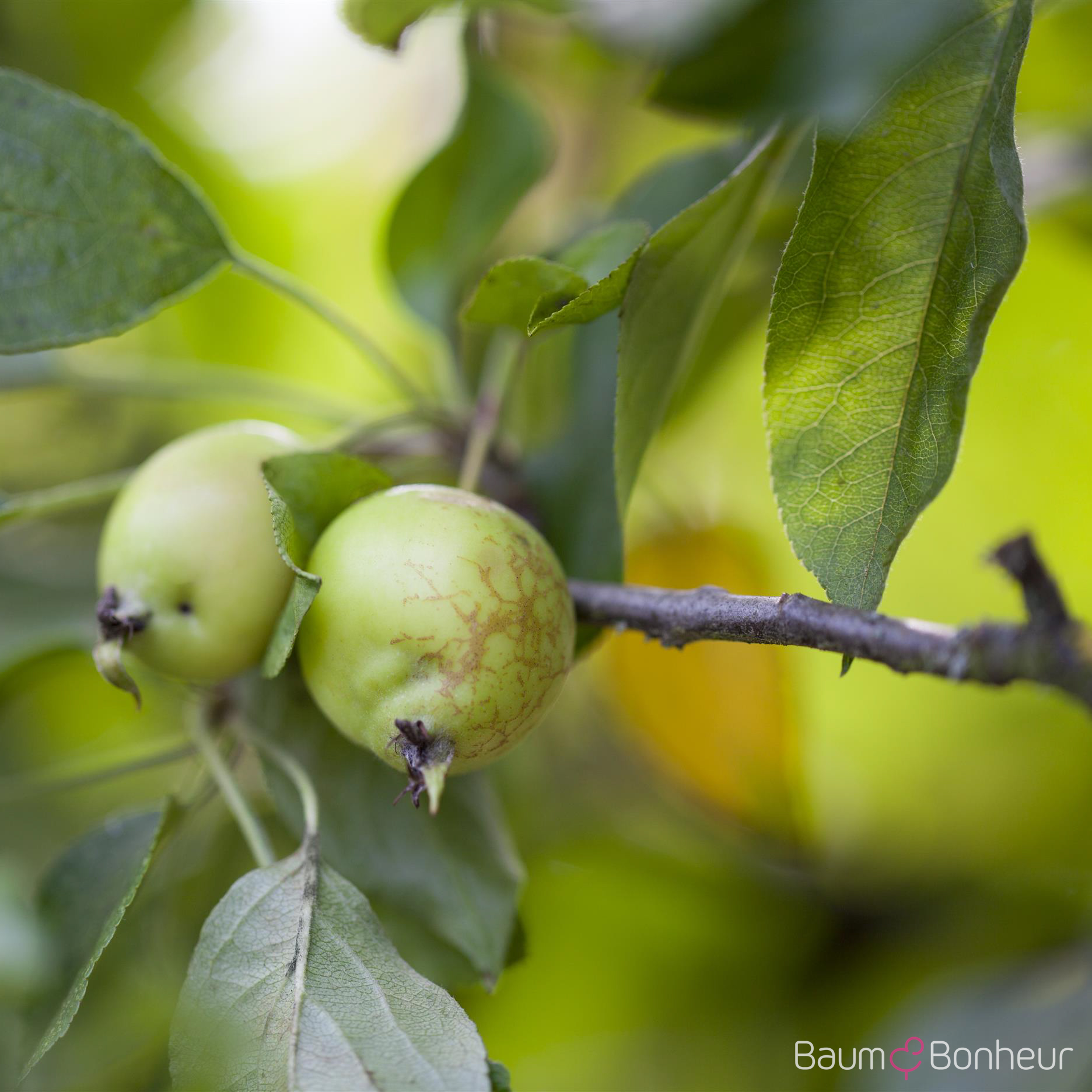 Malus 'John Downie'