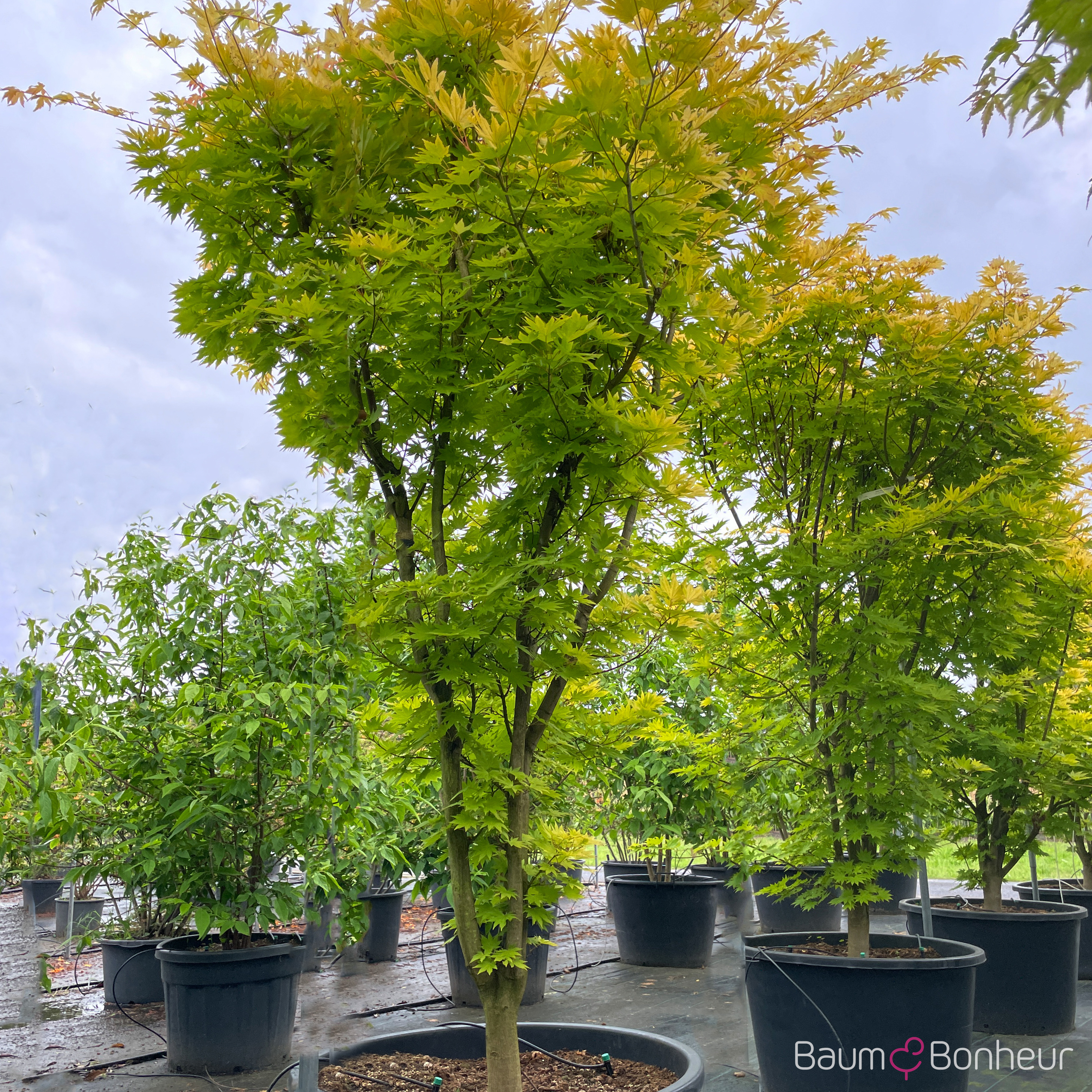Acer shirasawanum 'Jordan' -S-