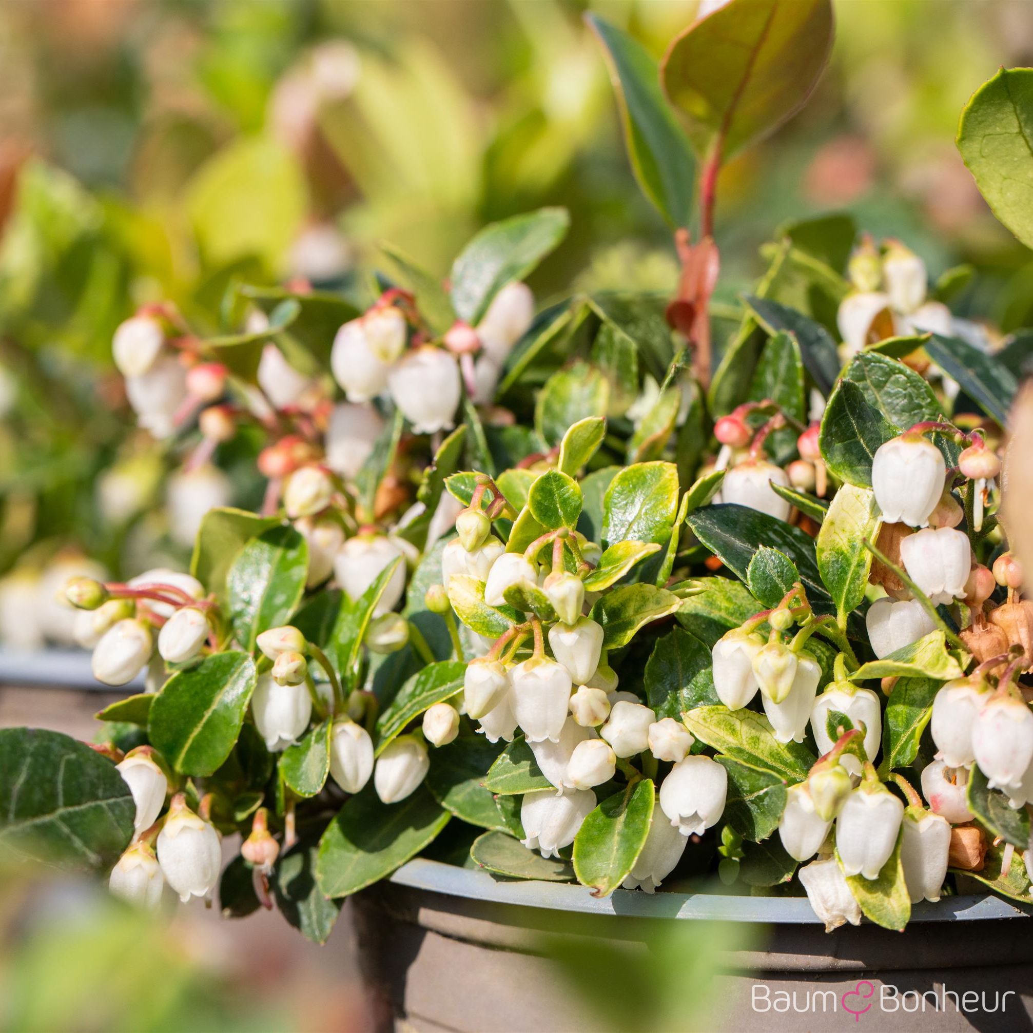 Gaultheria procumbens