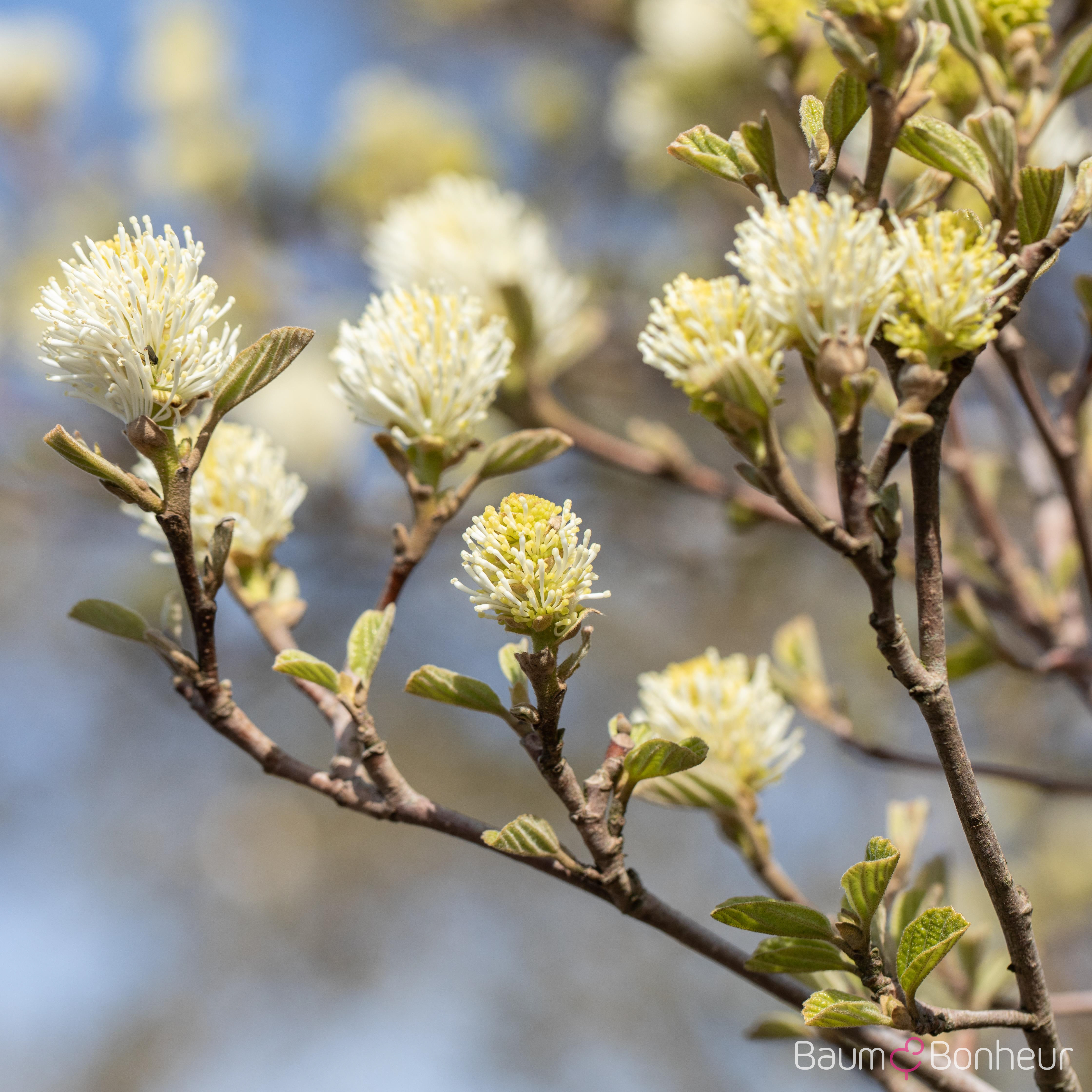 Fothergilla gardenii
