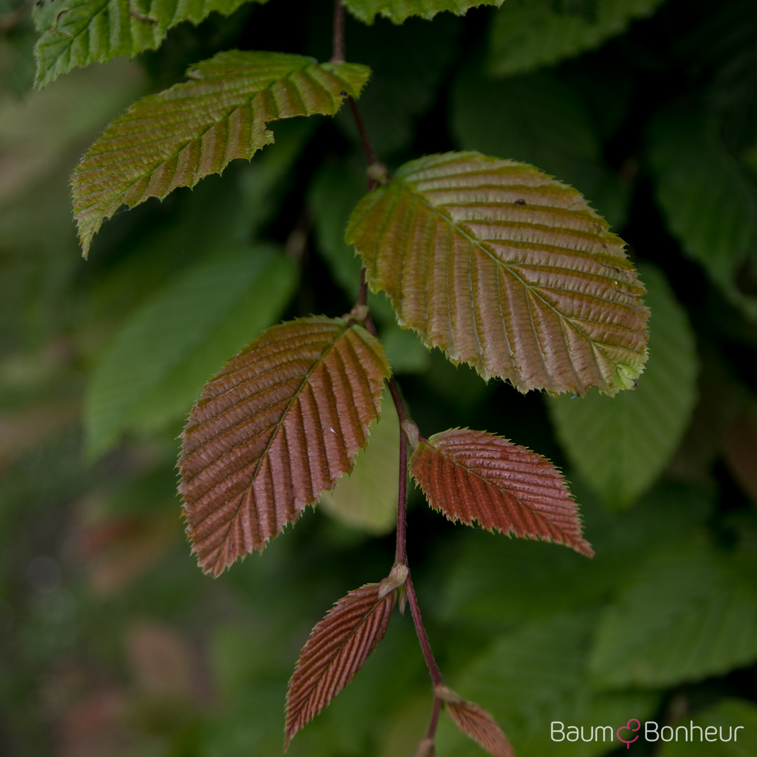 Carpinus betulus 'Purpurea'