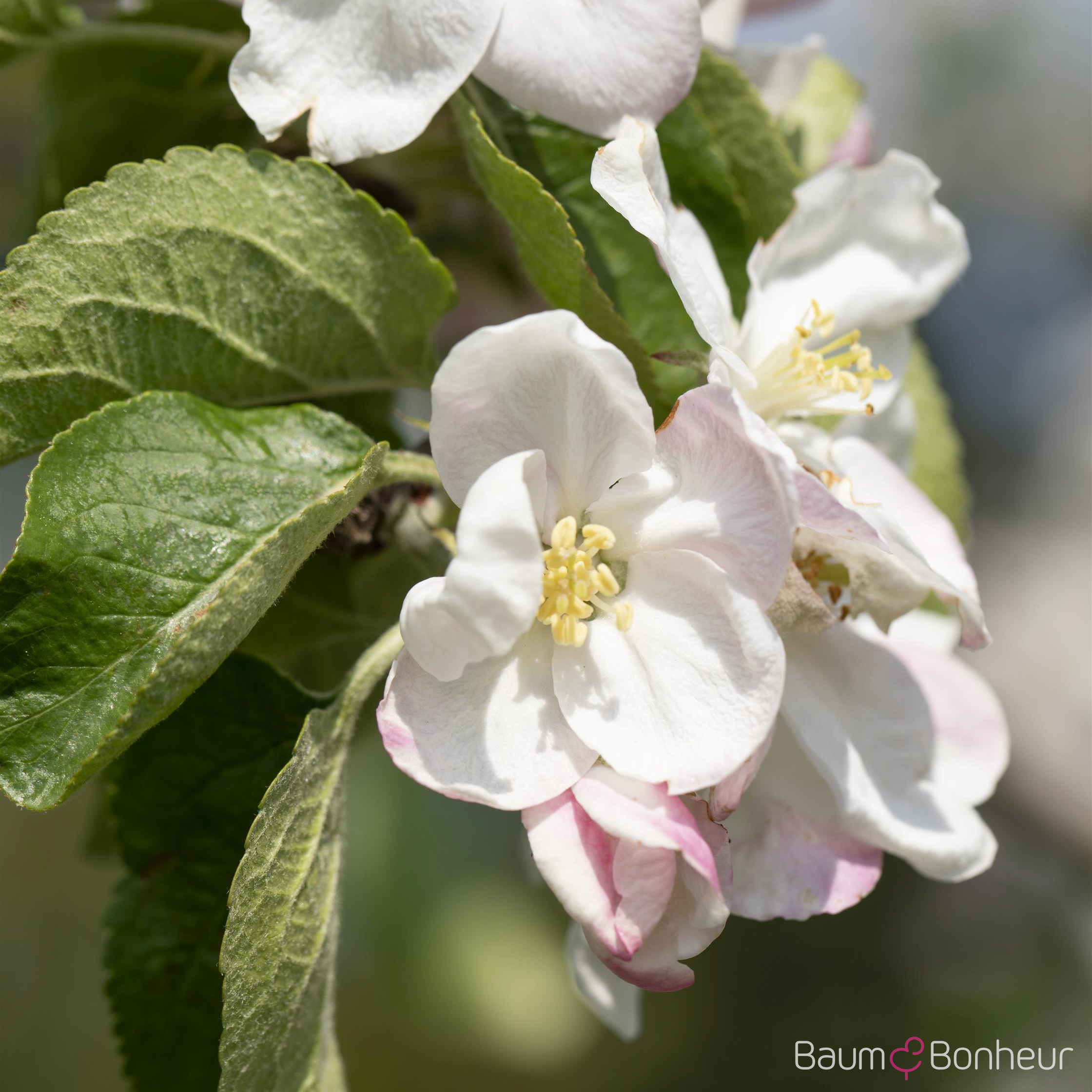 Malus 'Jakob Lebel'