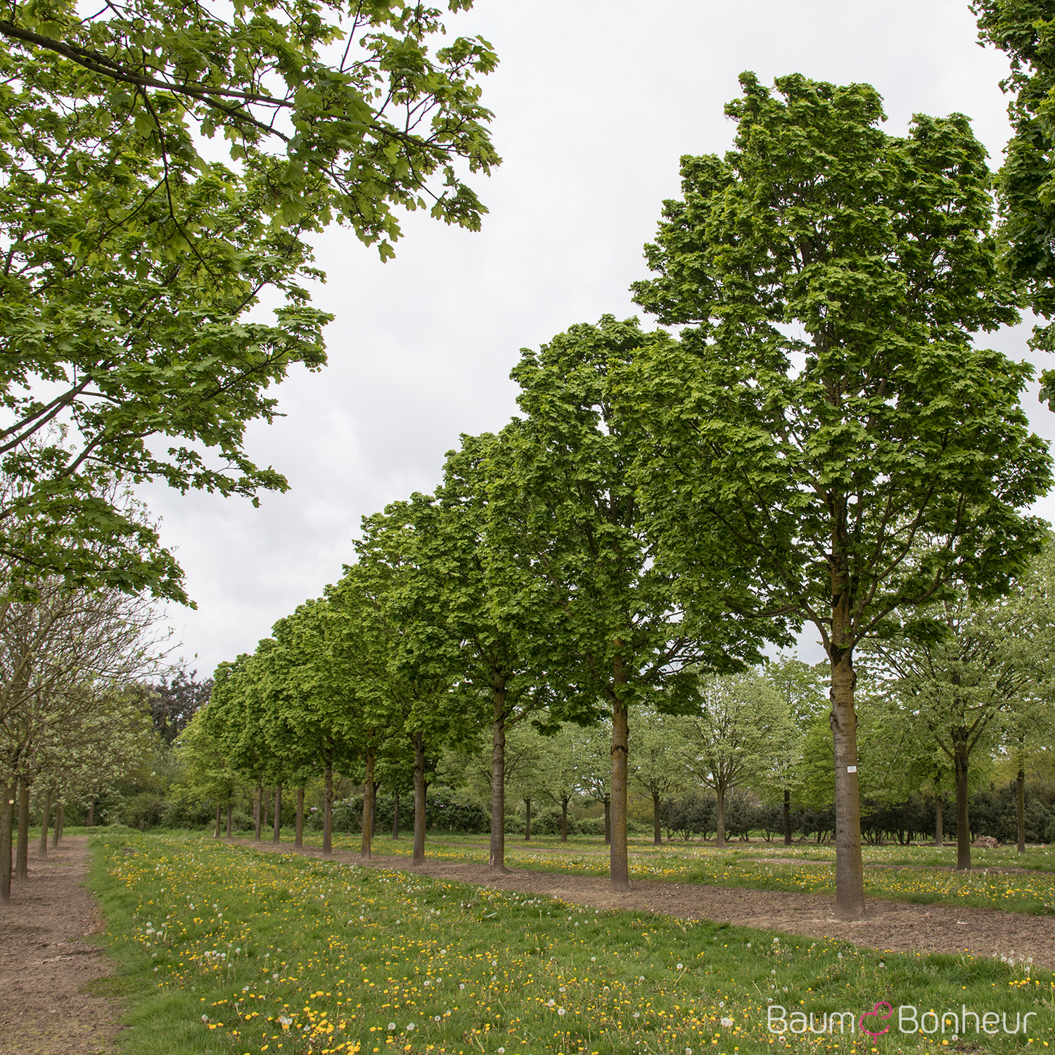 Acer platanoides 'Columnare'