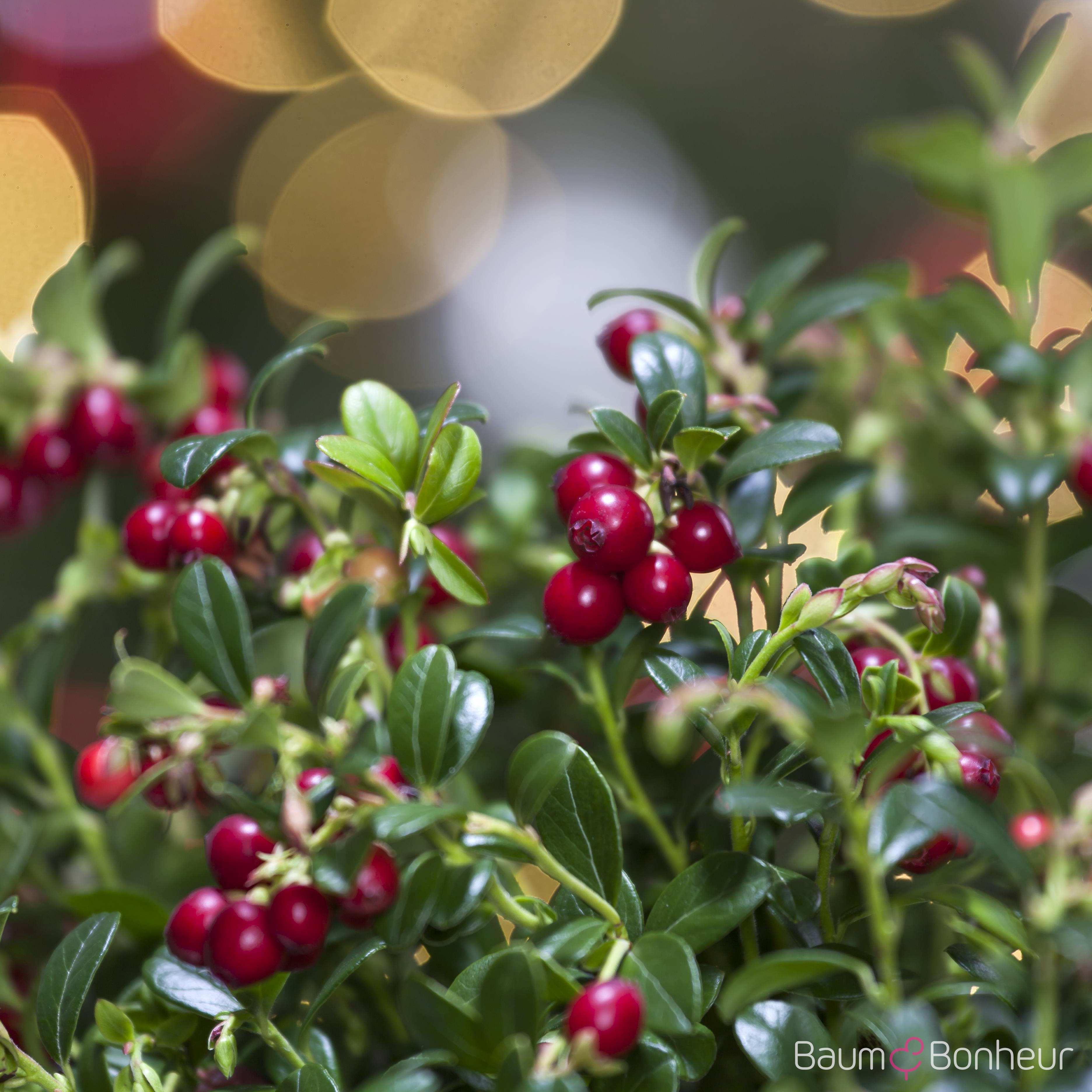 Vaccinium vitis-idaea 'Koralle'