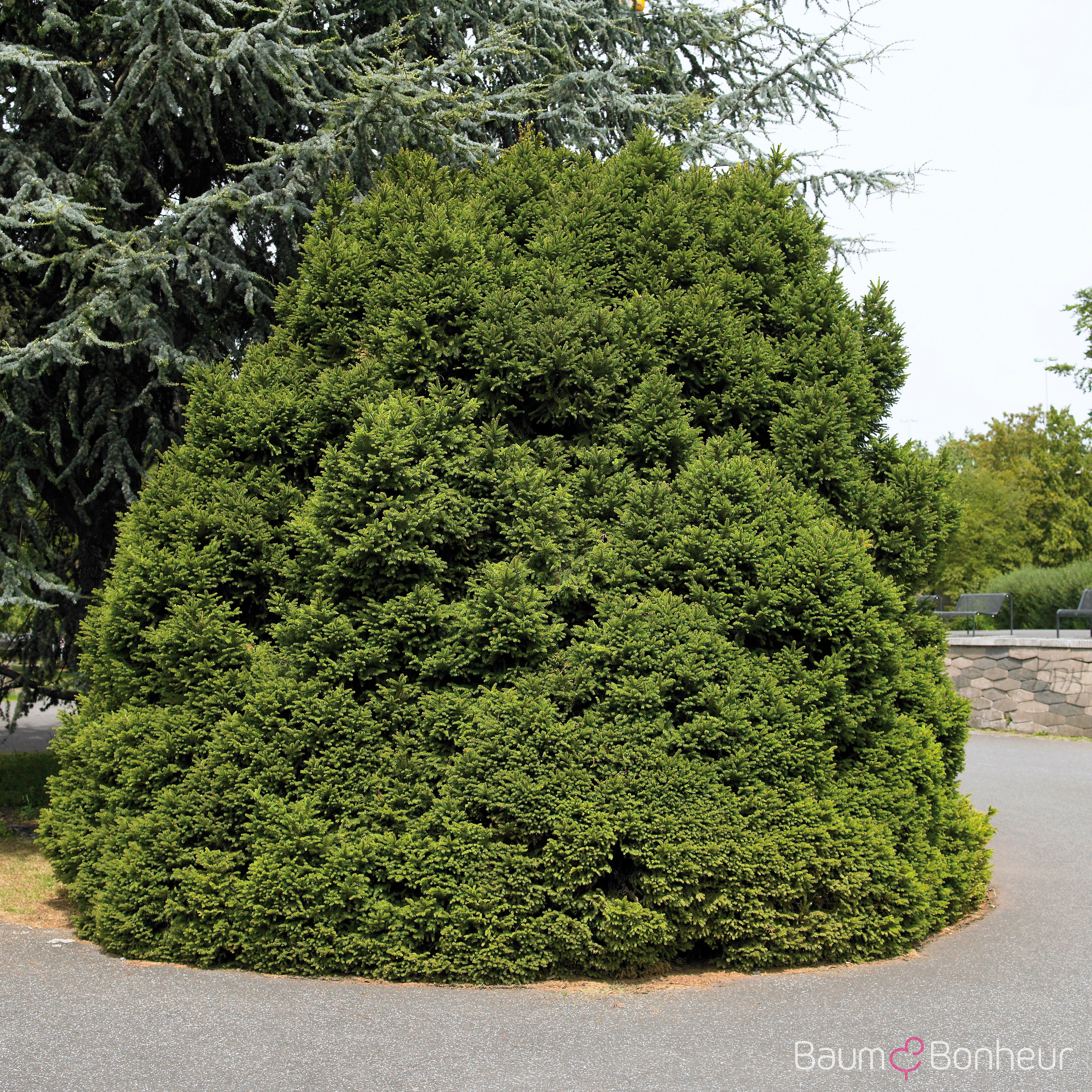 Picea abies 'Pygmaea'