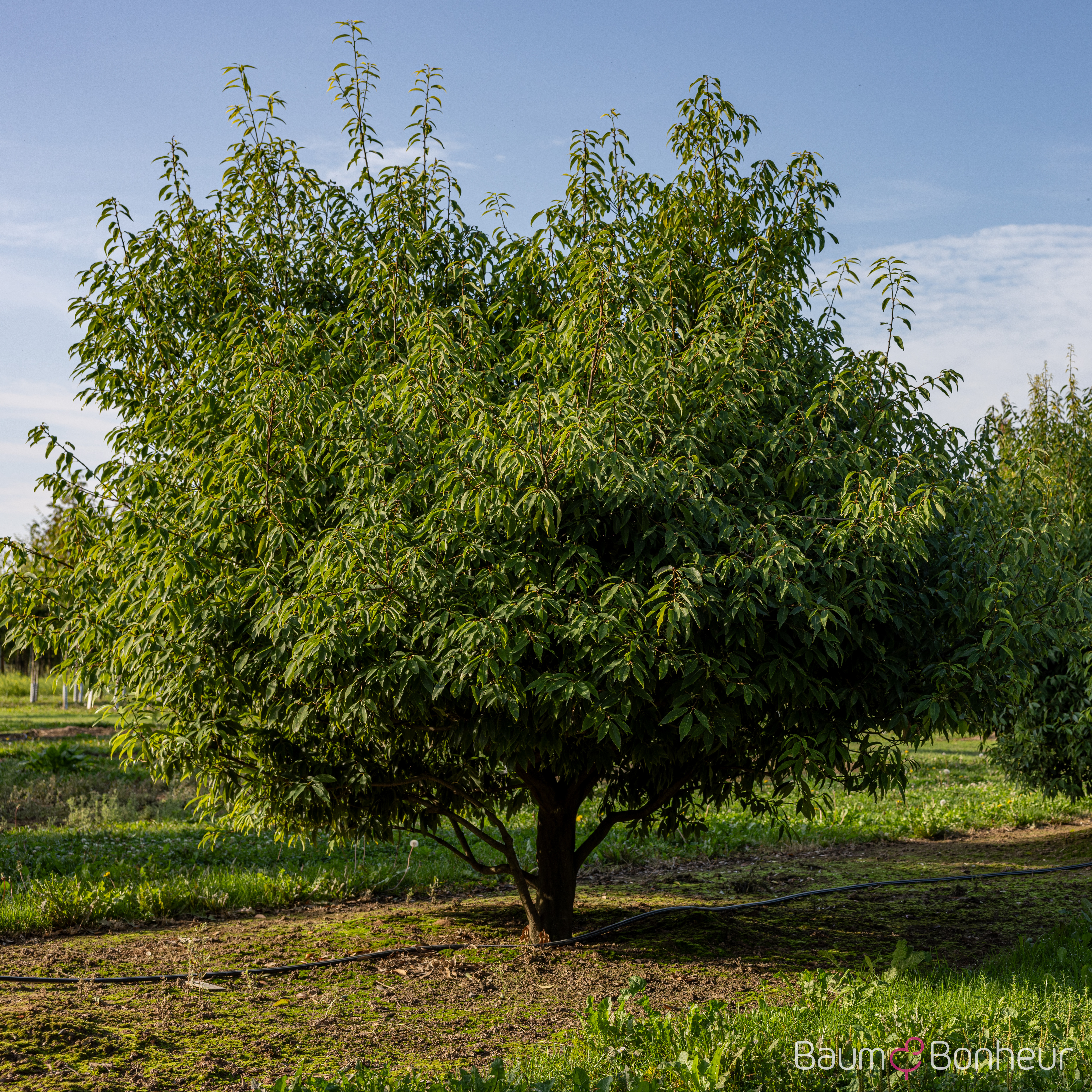 Quercus myrsinifolia