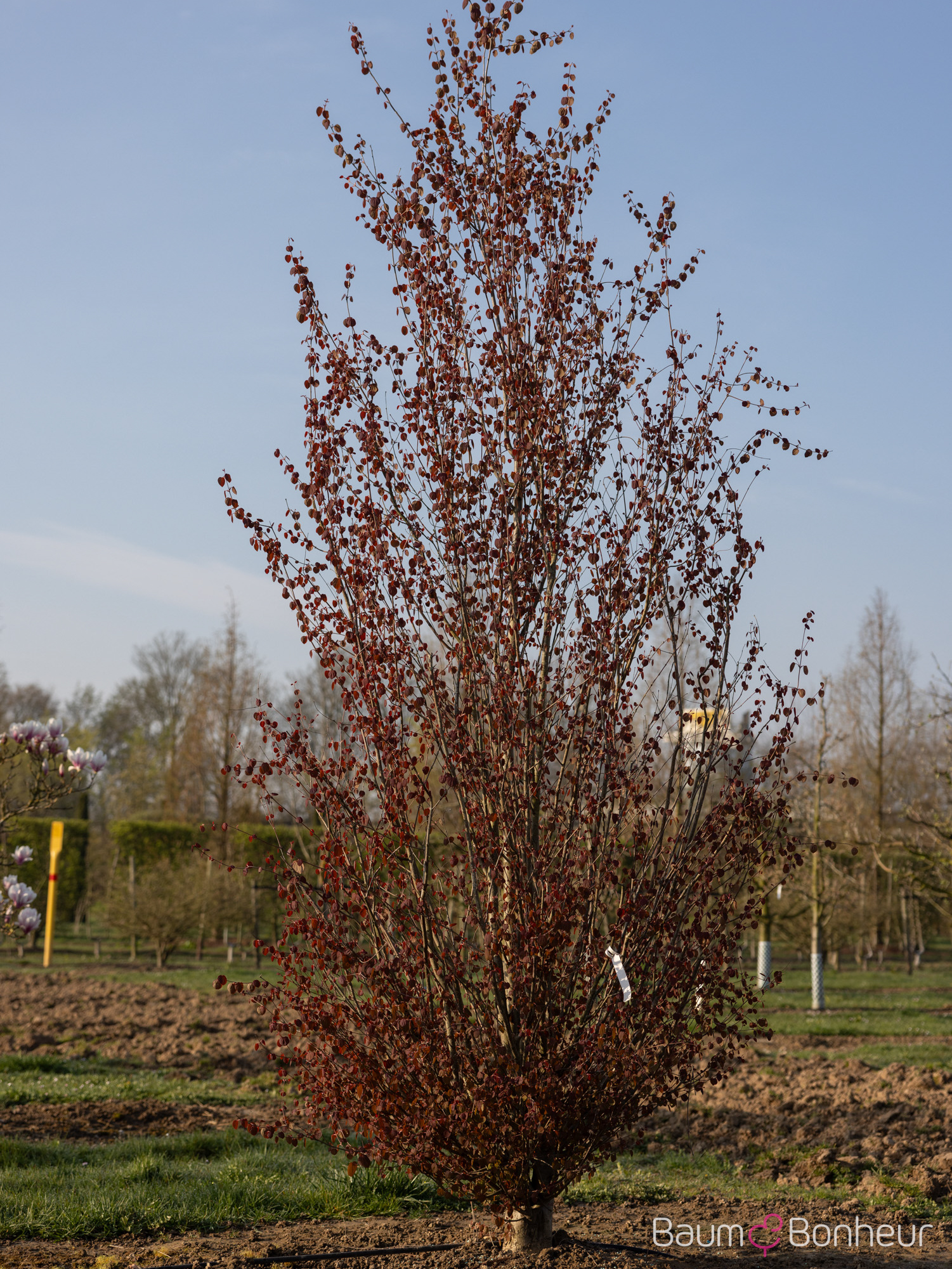 Cercidiphyllum japonicum