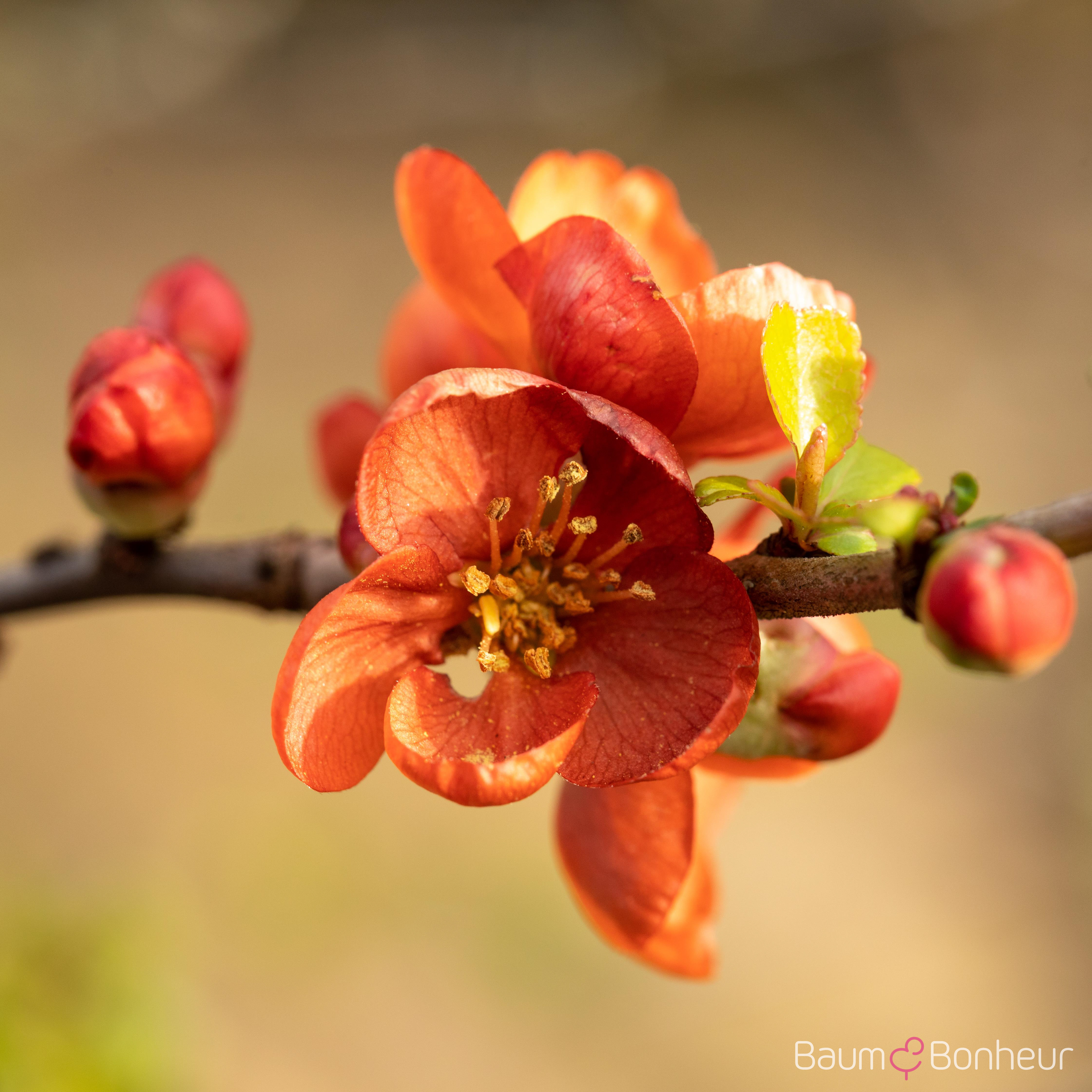 Chaenomeles japonica 'Cido'