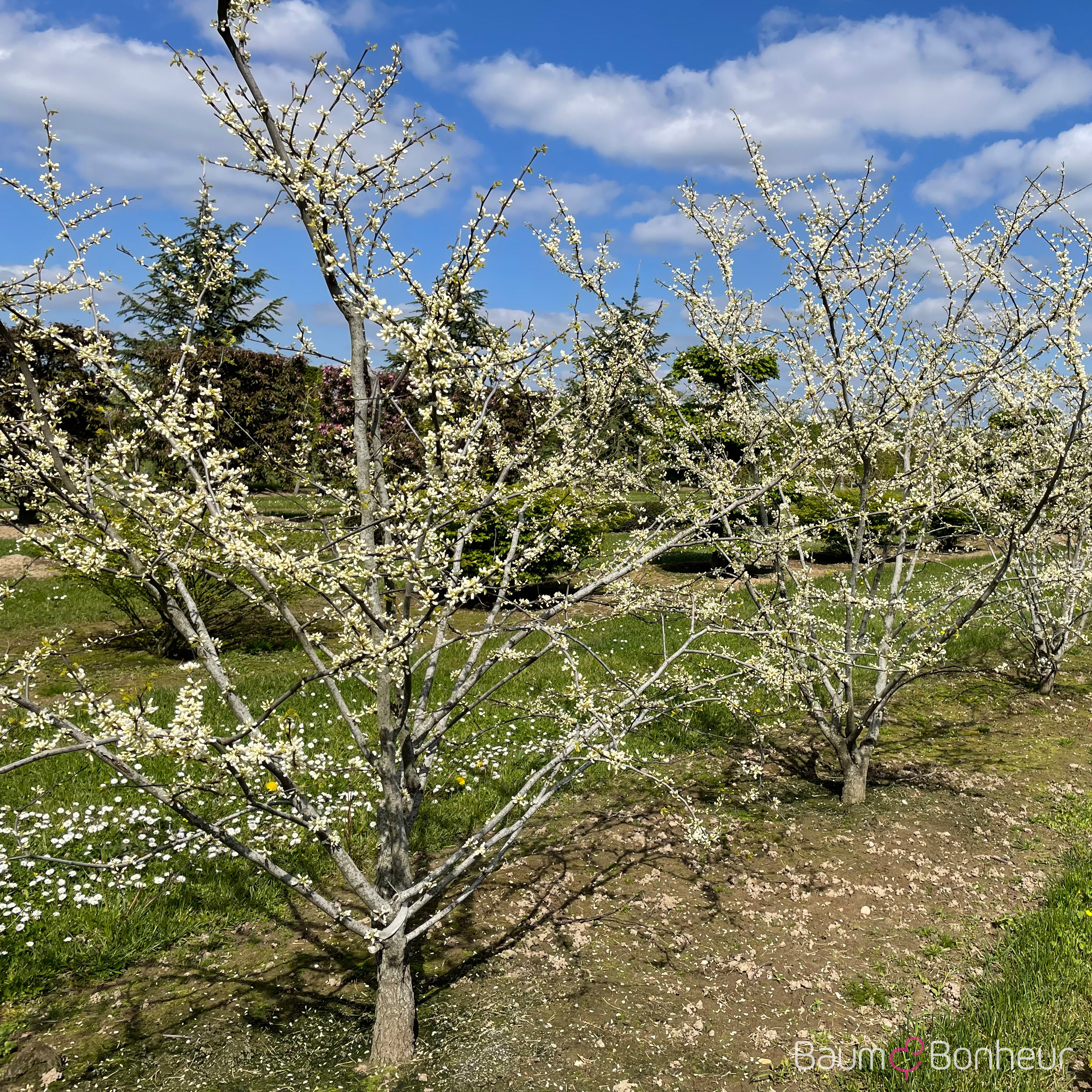 Cercis canadensis 'Royal White'