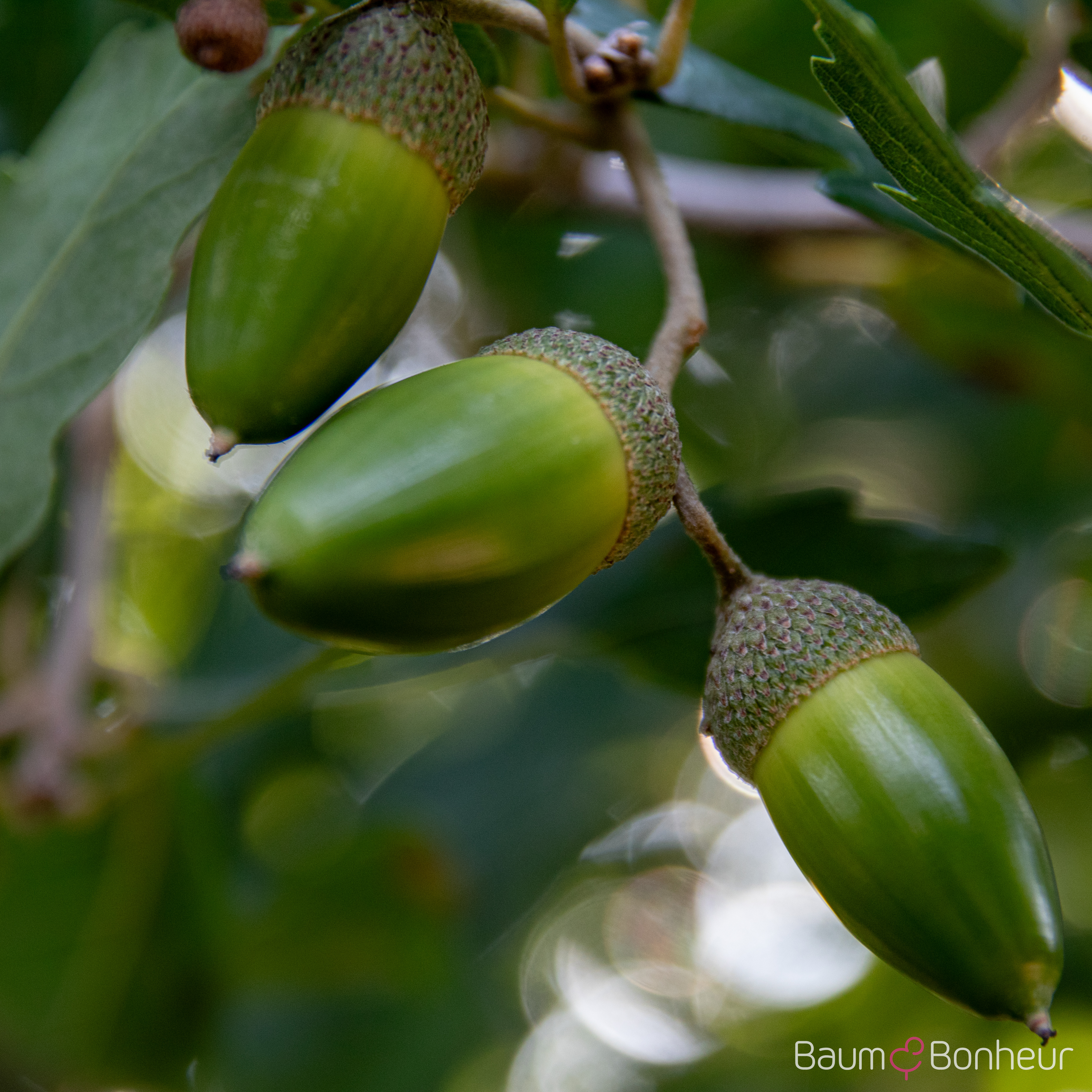 Quercus turneri 'Pseudoturneri'