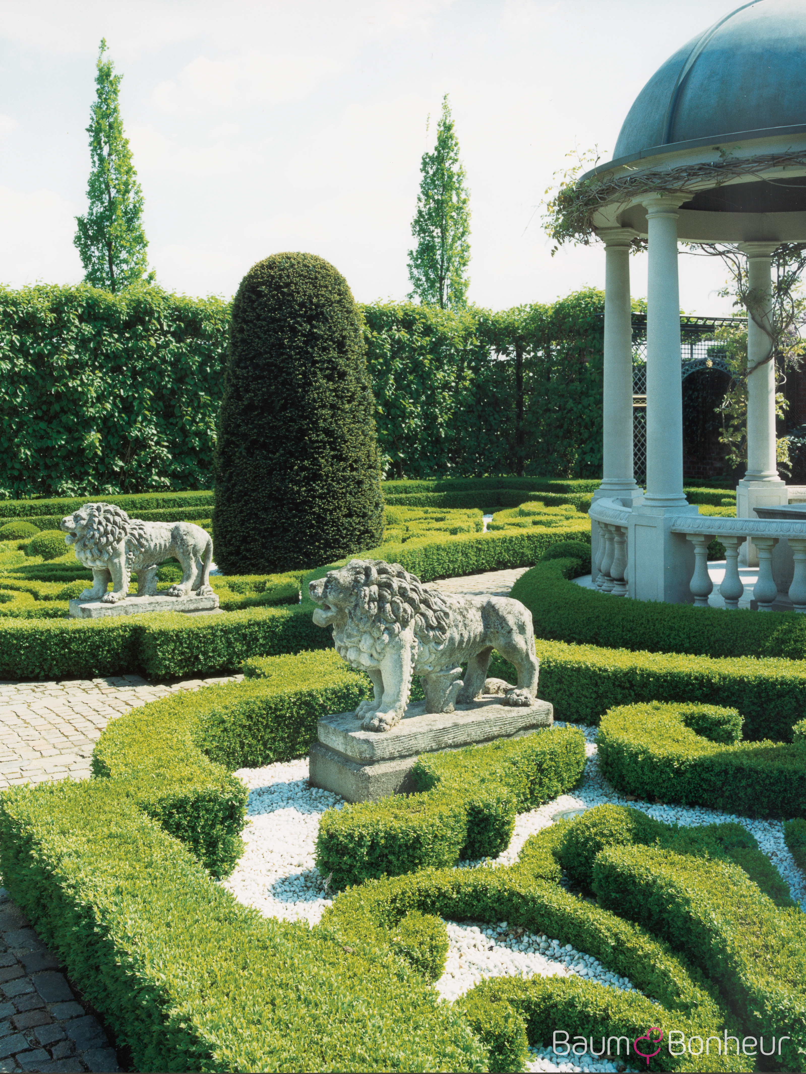 Buxus sempervirens var. arborescens