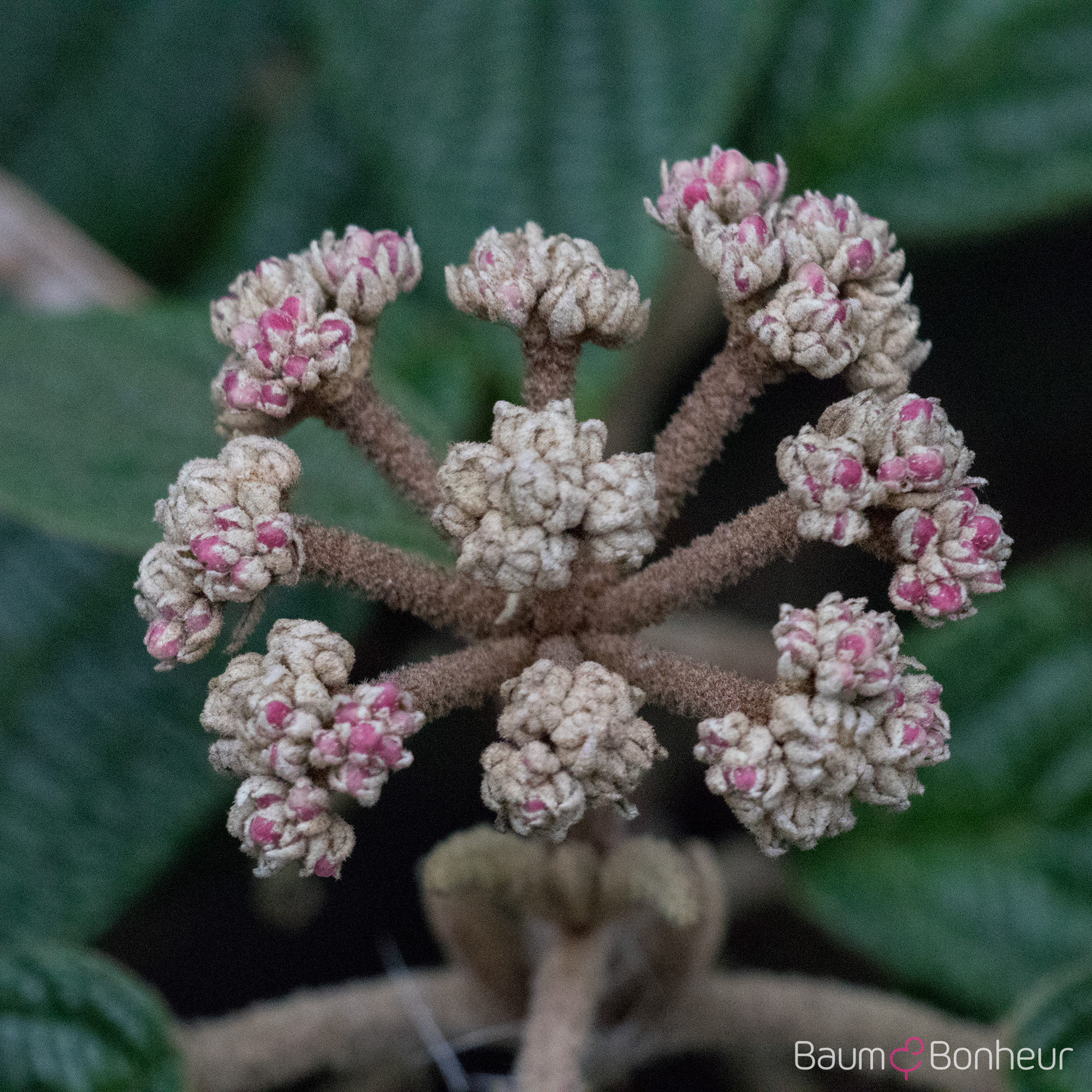 Viburnum rhytidophyllum