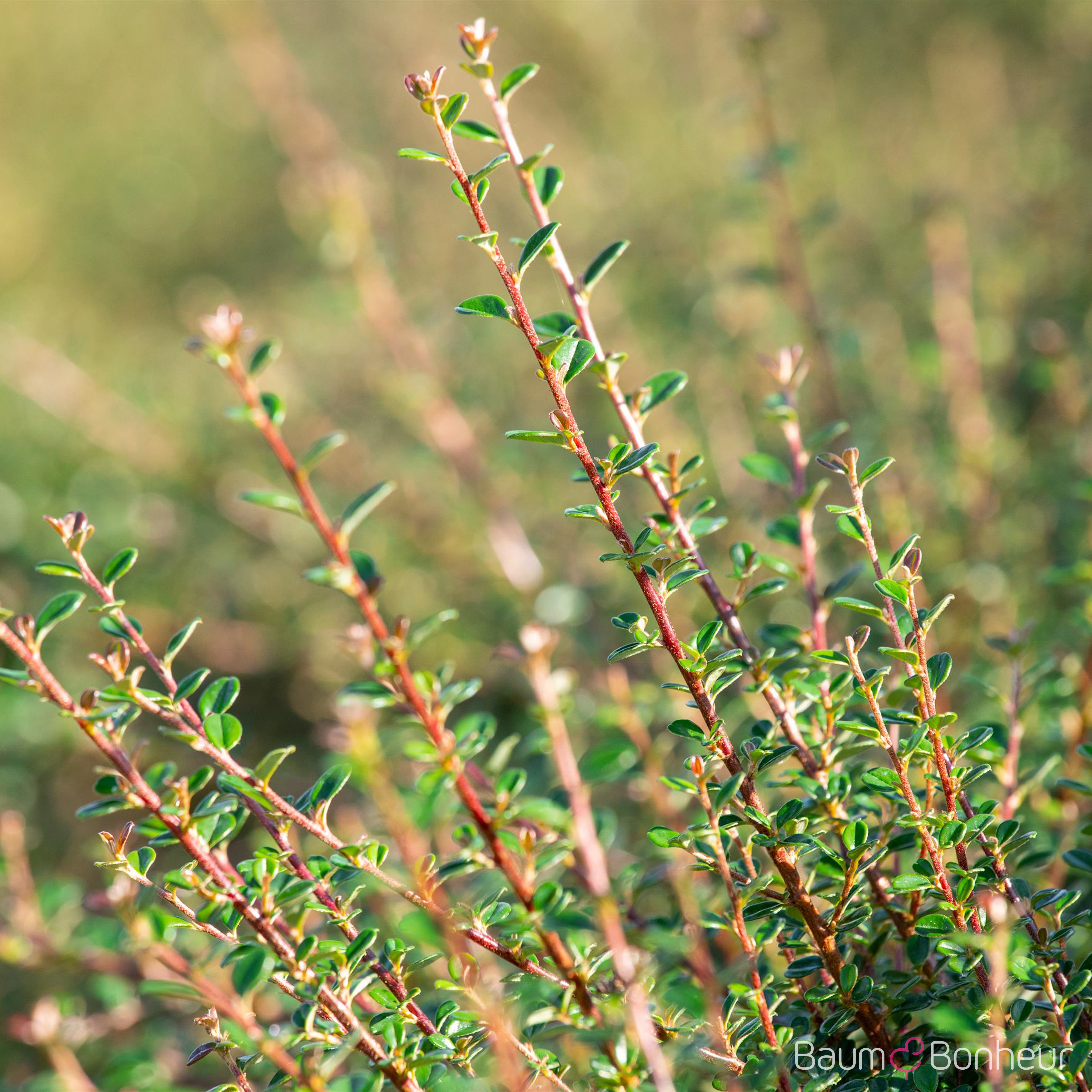 Cotoneaster micro.'Cochleatus'