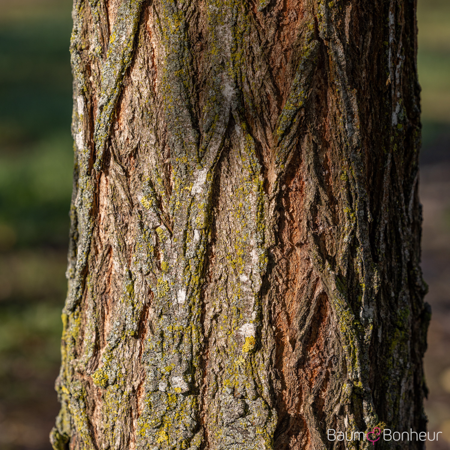 Robinia pseudoacacia 'Nyirségí'