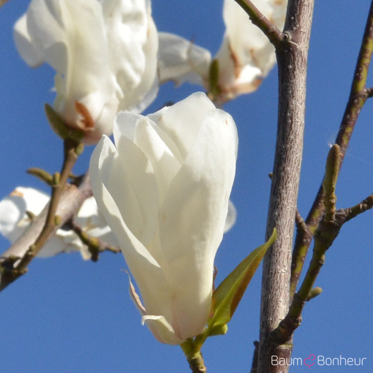 Magnolia biondii