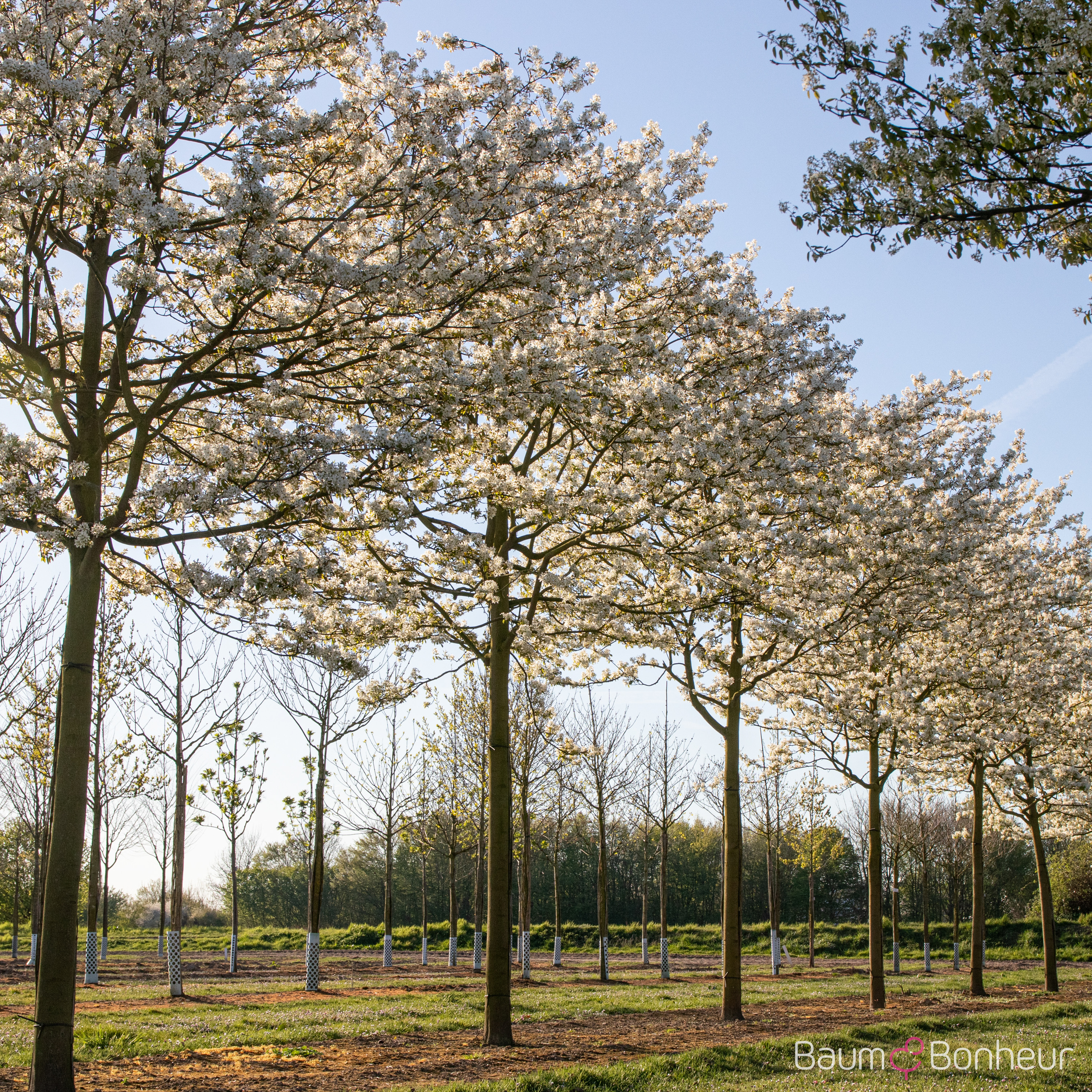 Amelanchier 'Ballerina'