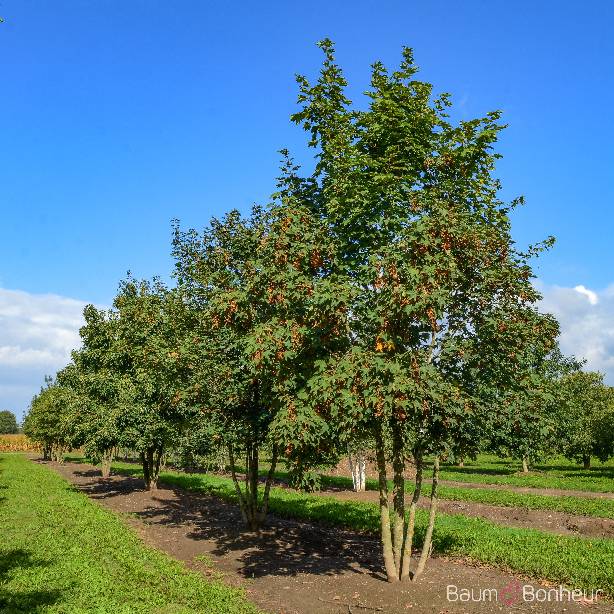 Acer pseudoplatanus