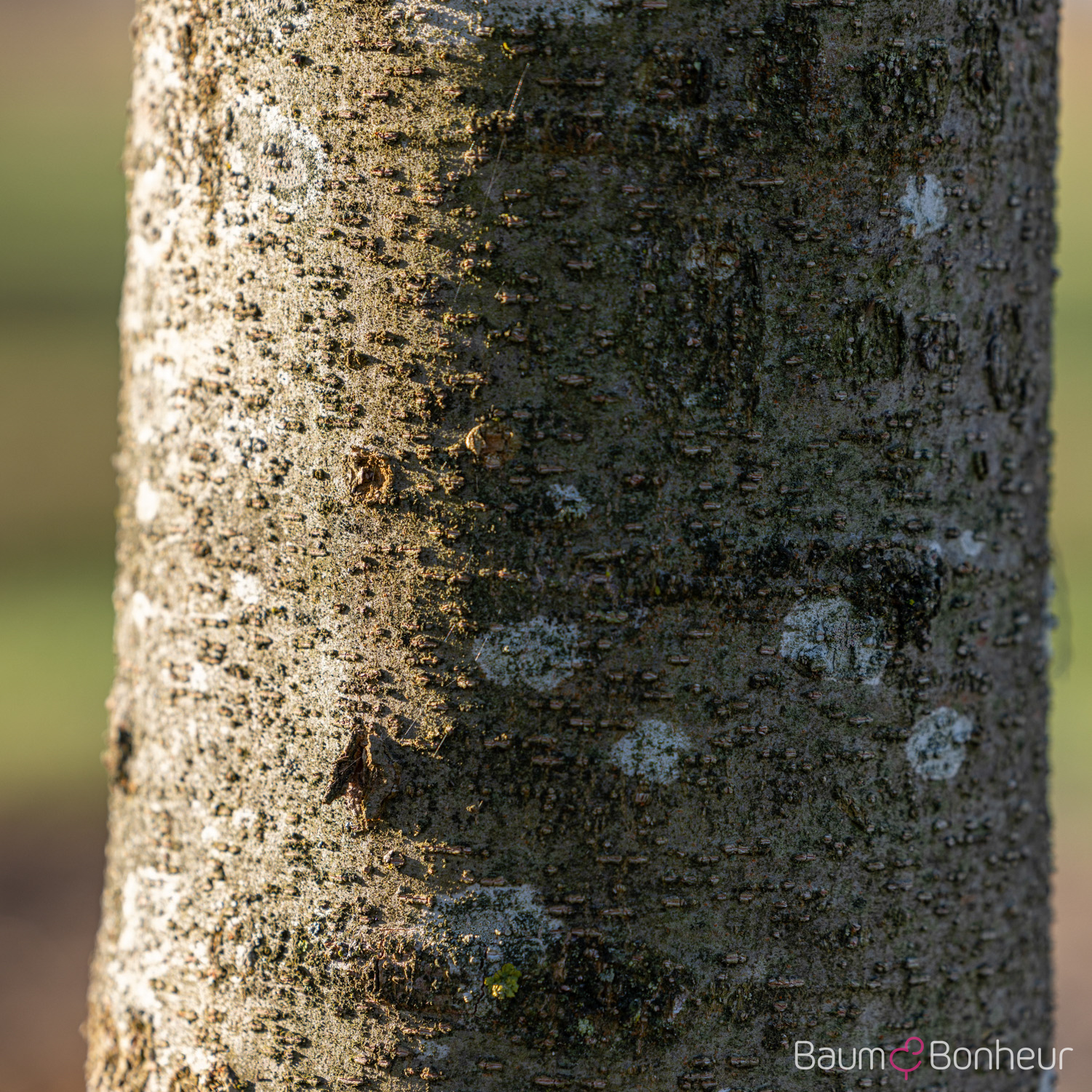 Zelkova serrata 'Green Vase'