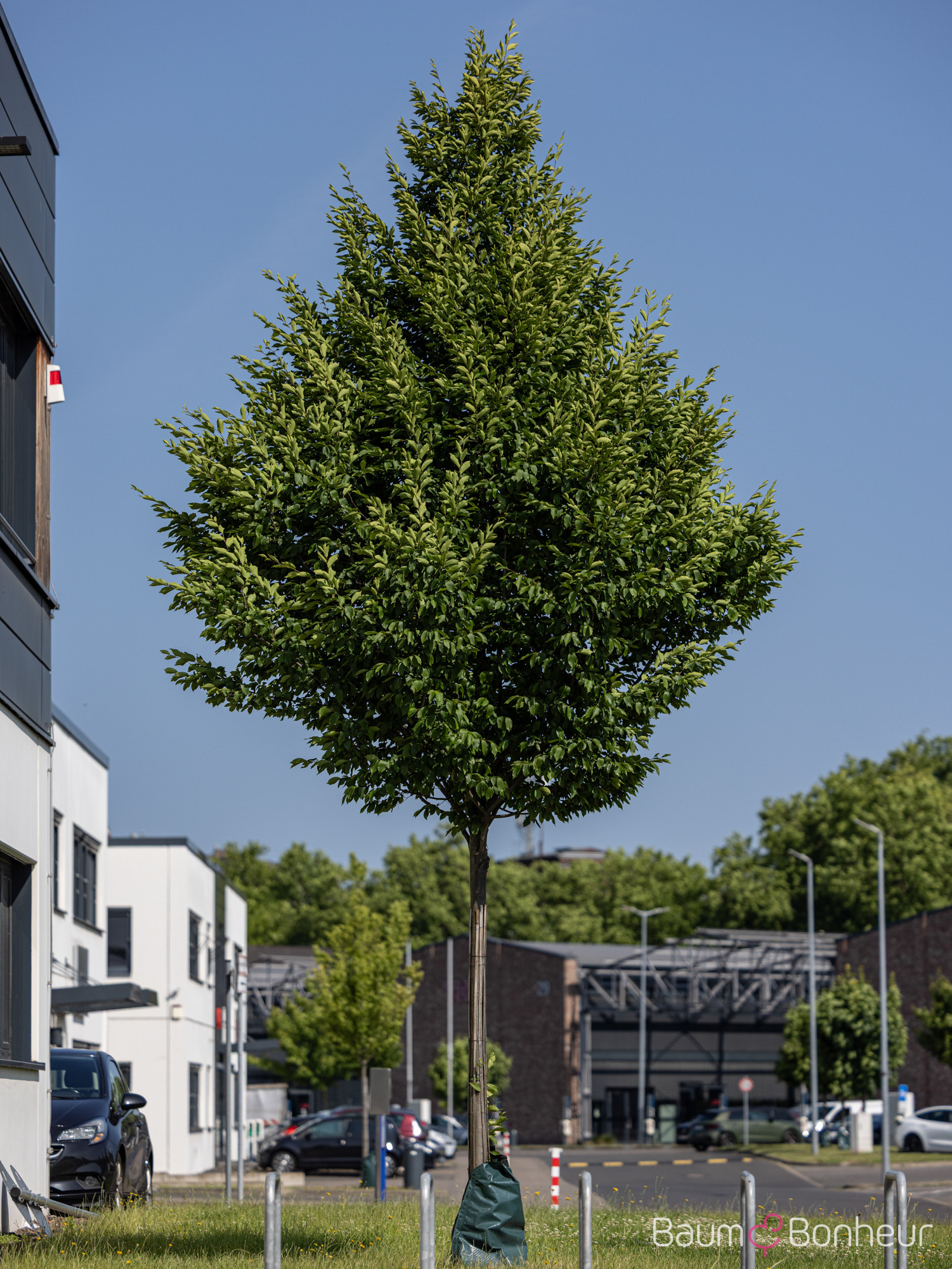 Carpinus betulus 'Fastigiata'
