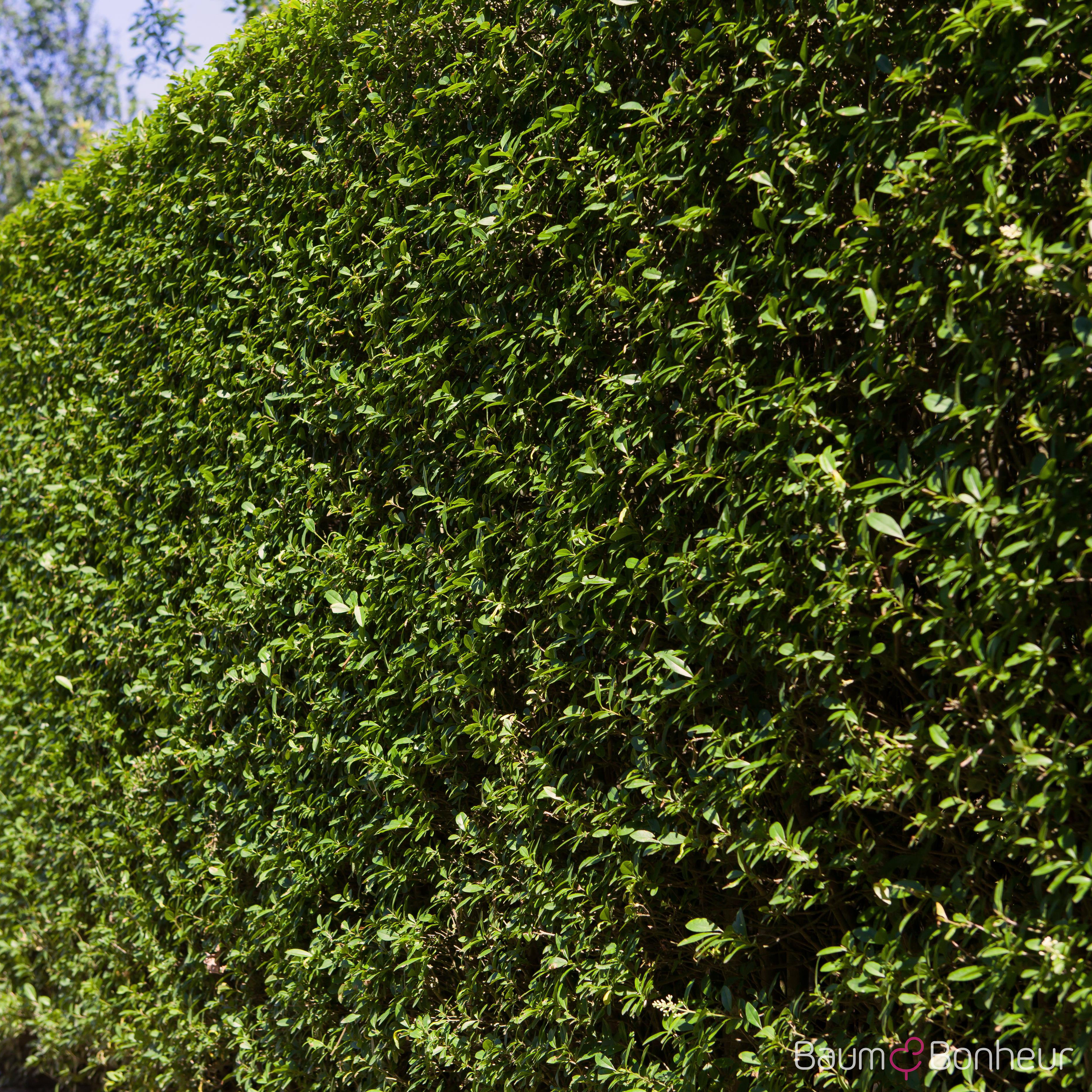 Ligustrum ovalifolium
