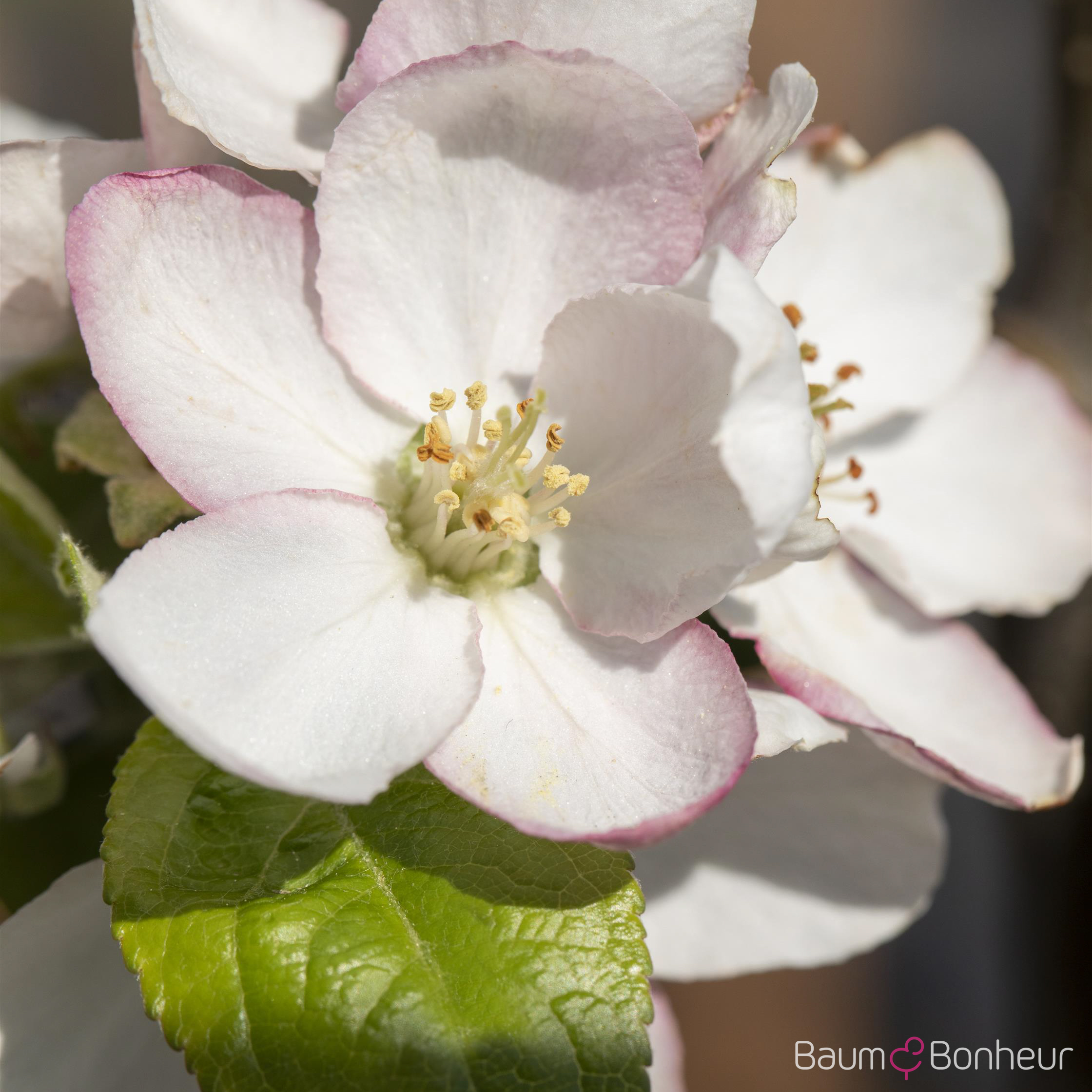 Malus 'Goldparmäne'