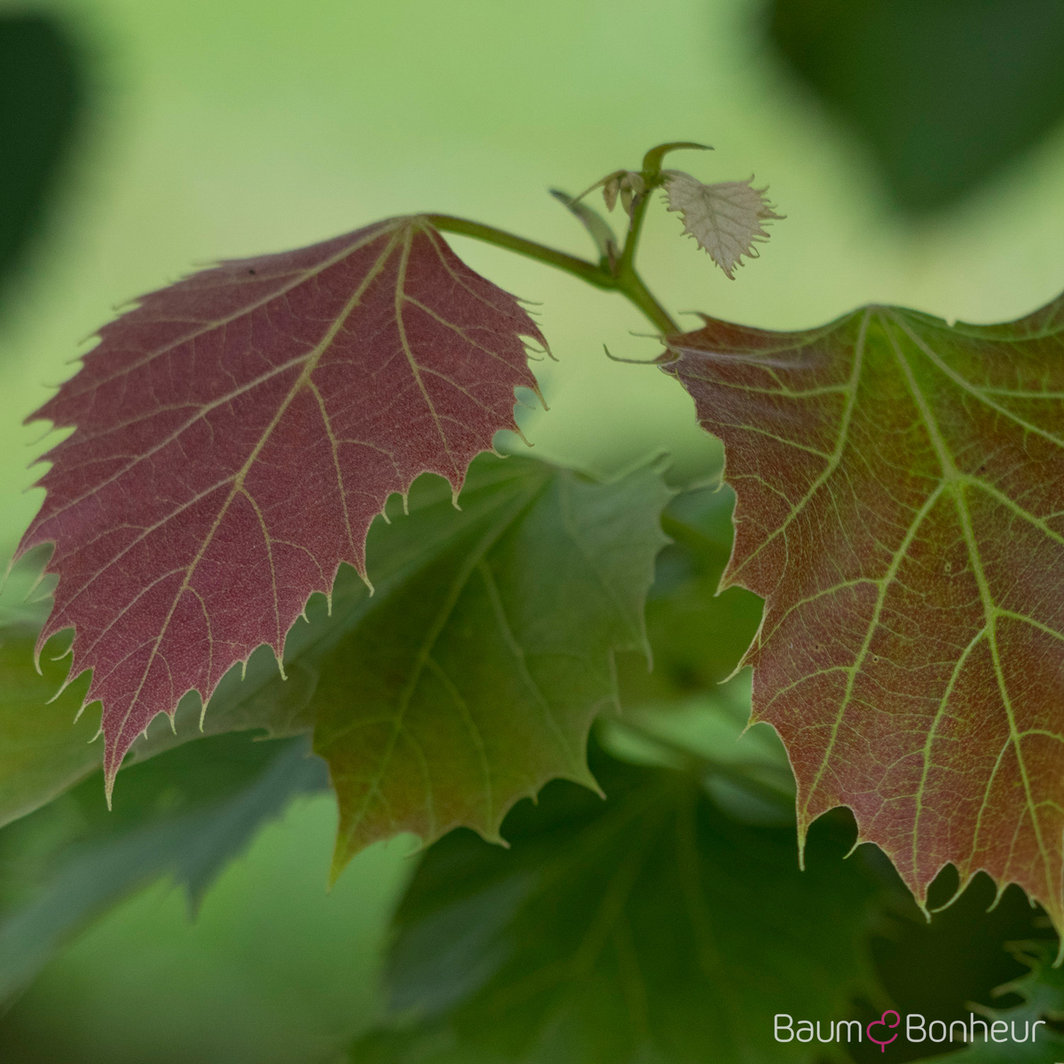 Tilia henryana