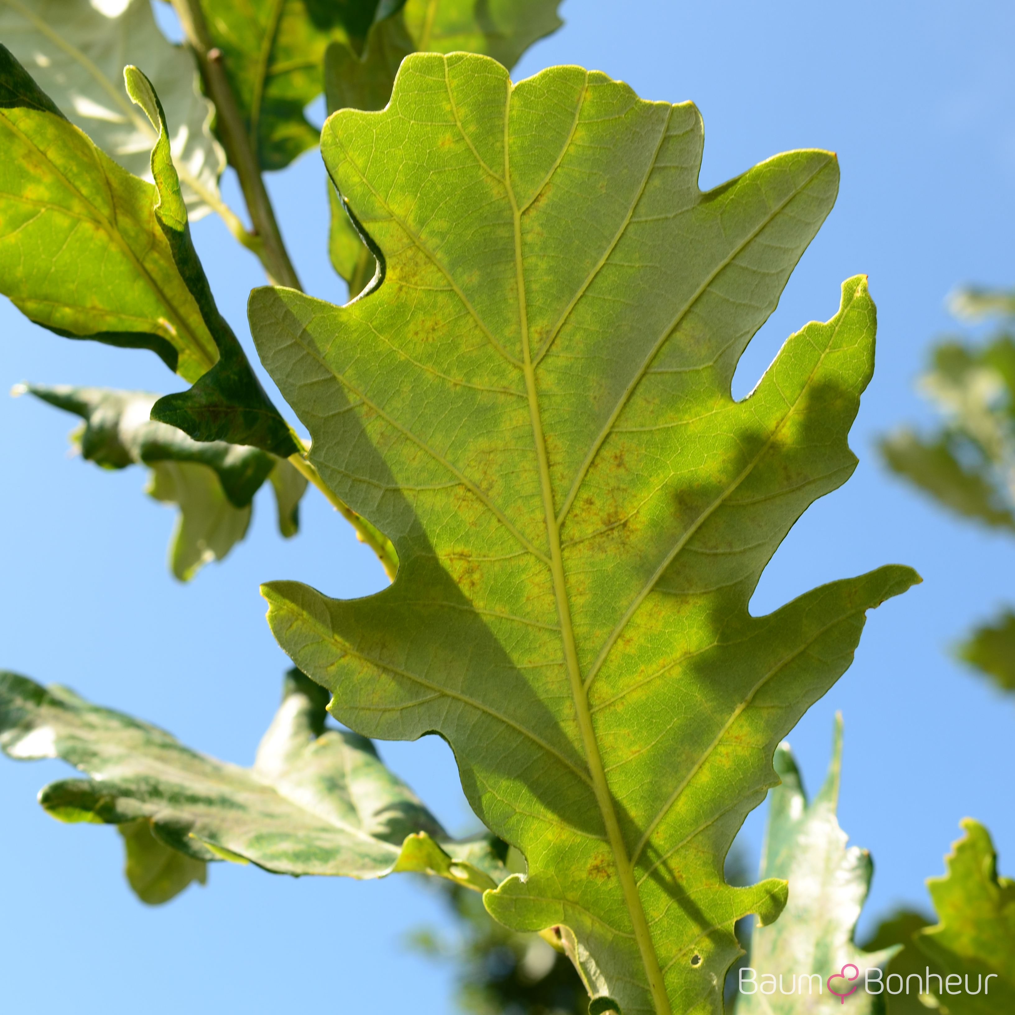 Quercus macdanielii 'Heritage' -R-