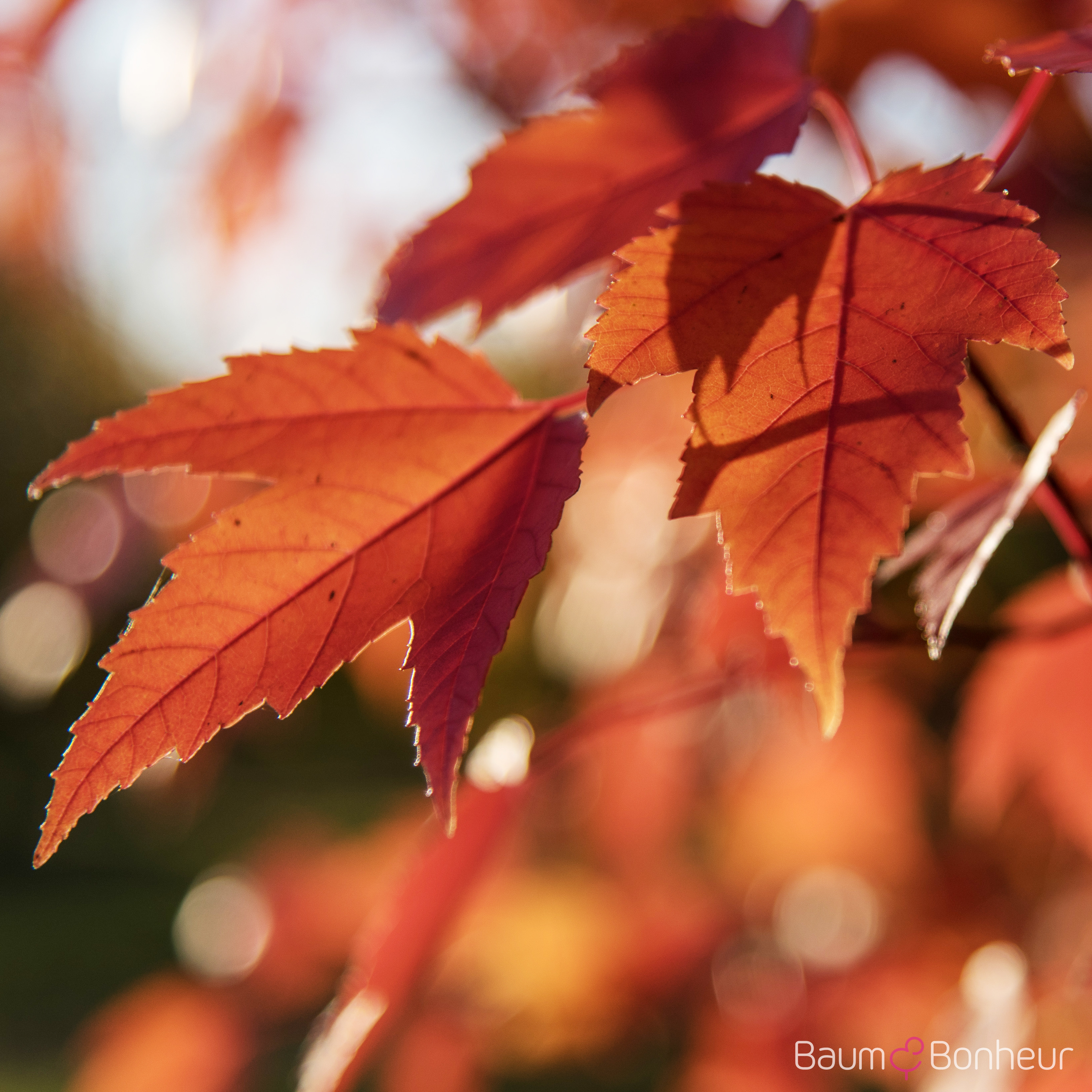 Acer rubrum