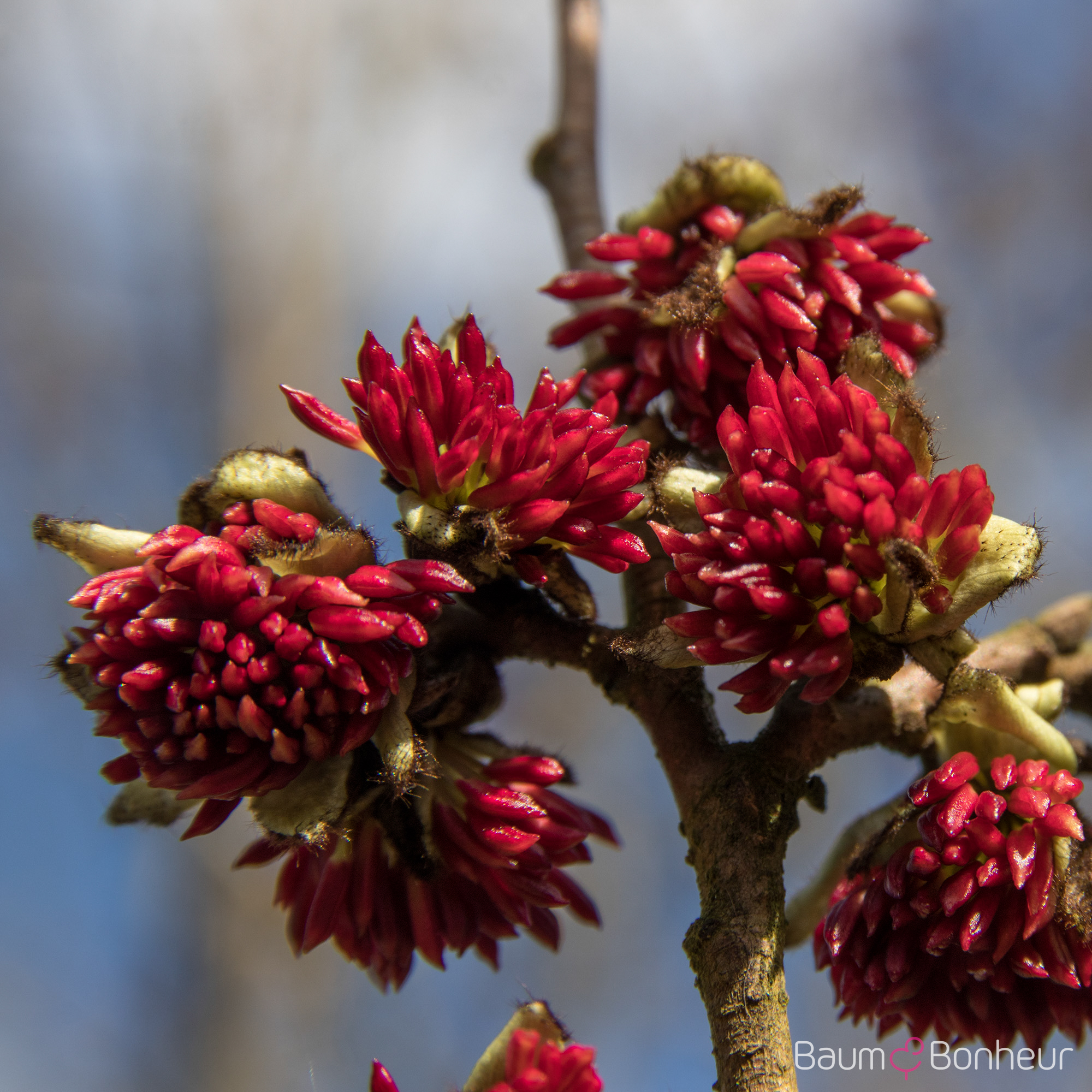 Parrotia persica 'Vanessa'