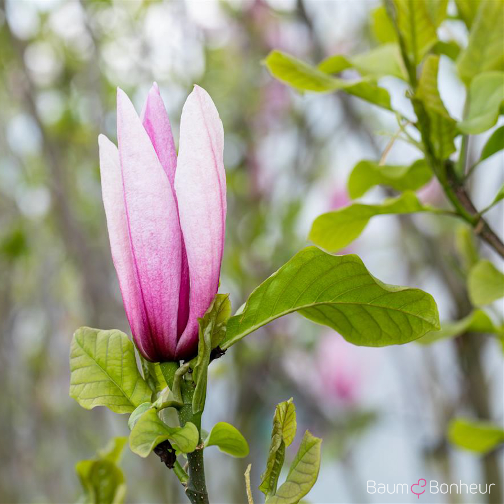 Magnolia 'Galaxy'