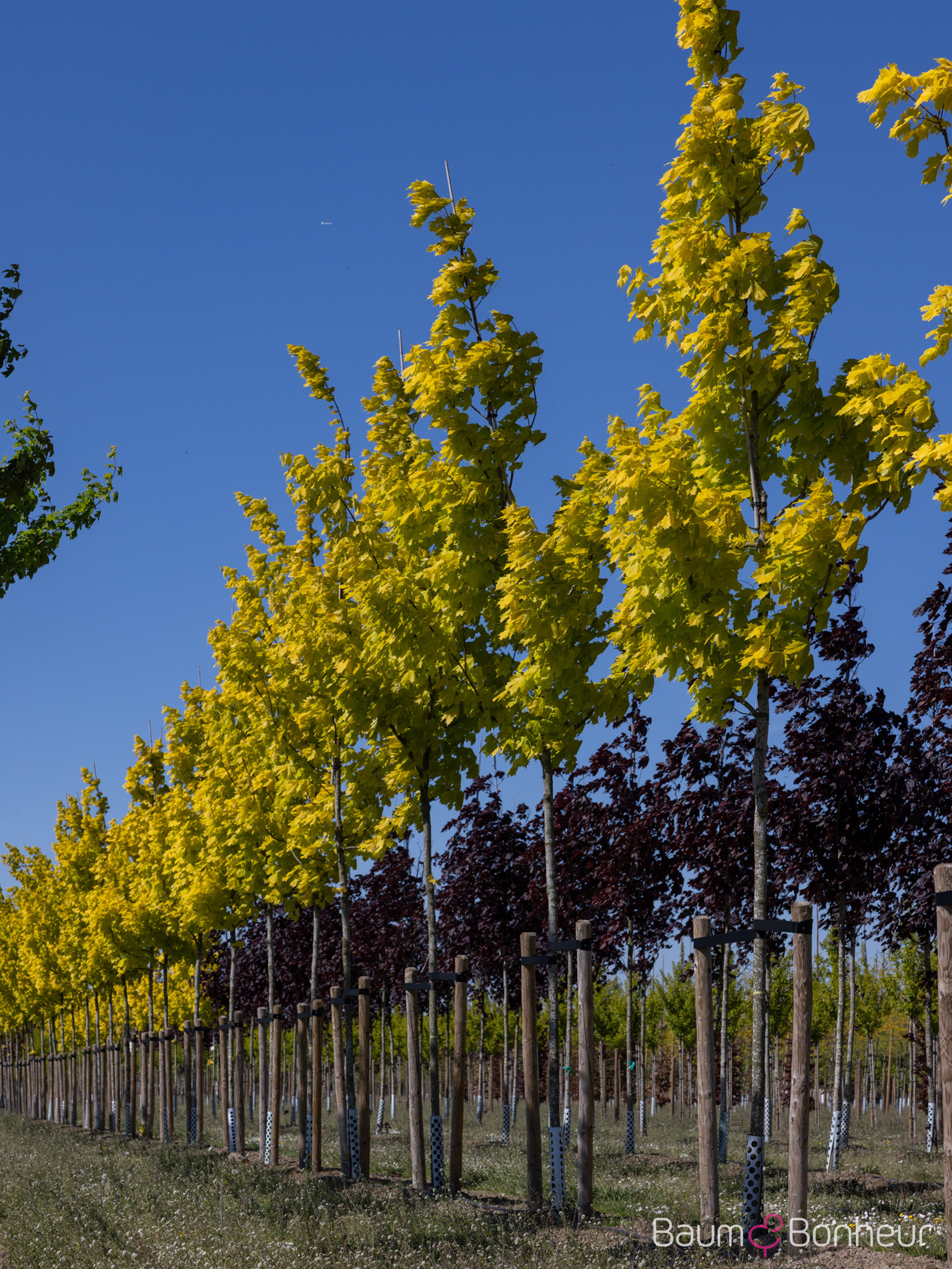 Acer platanoides 'Princeton Gold'