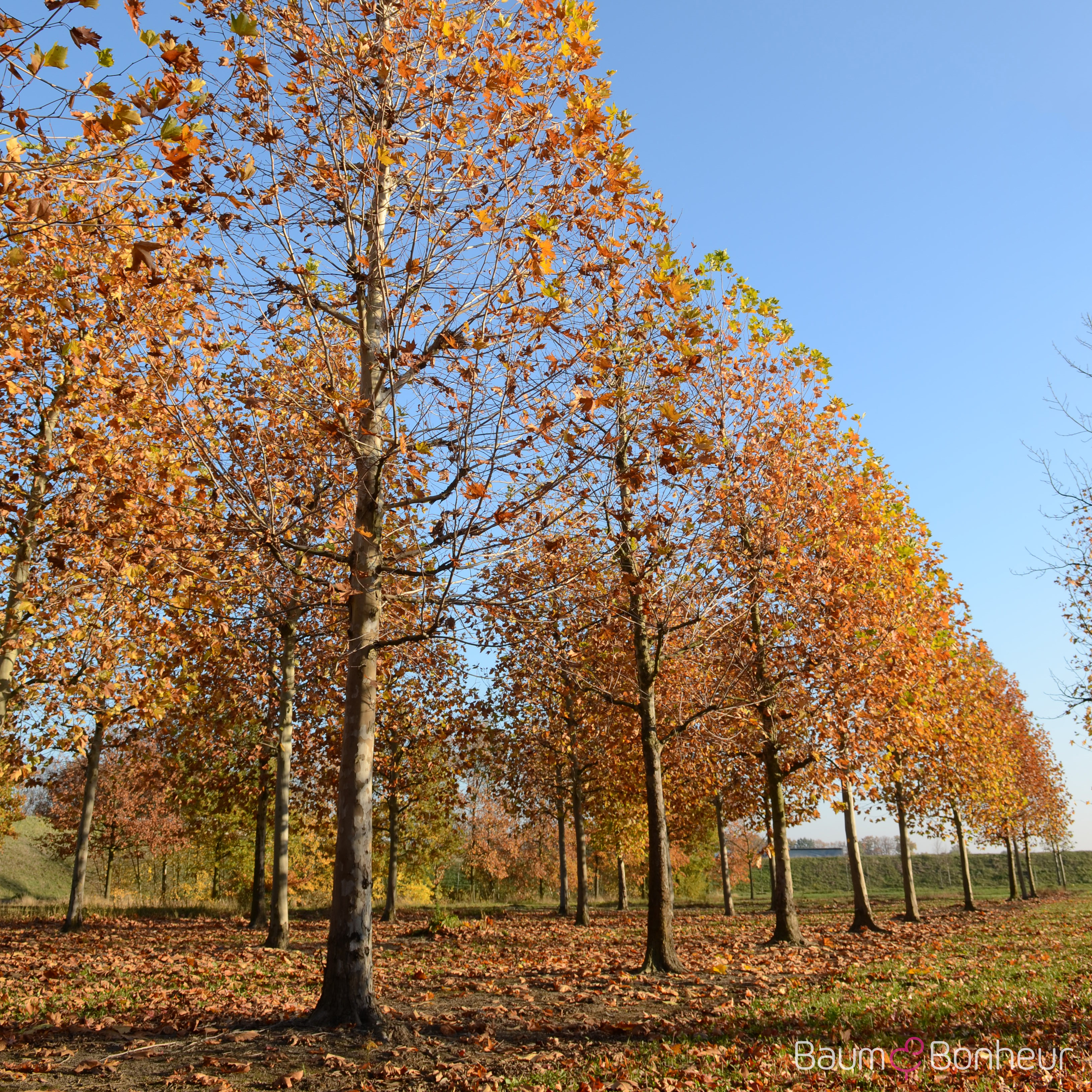 Platanus orientalis
