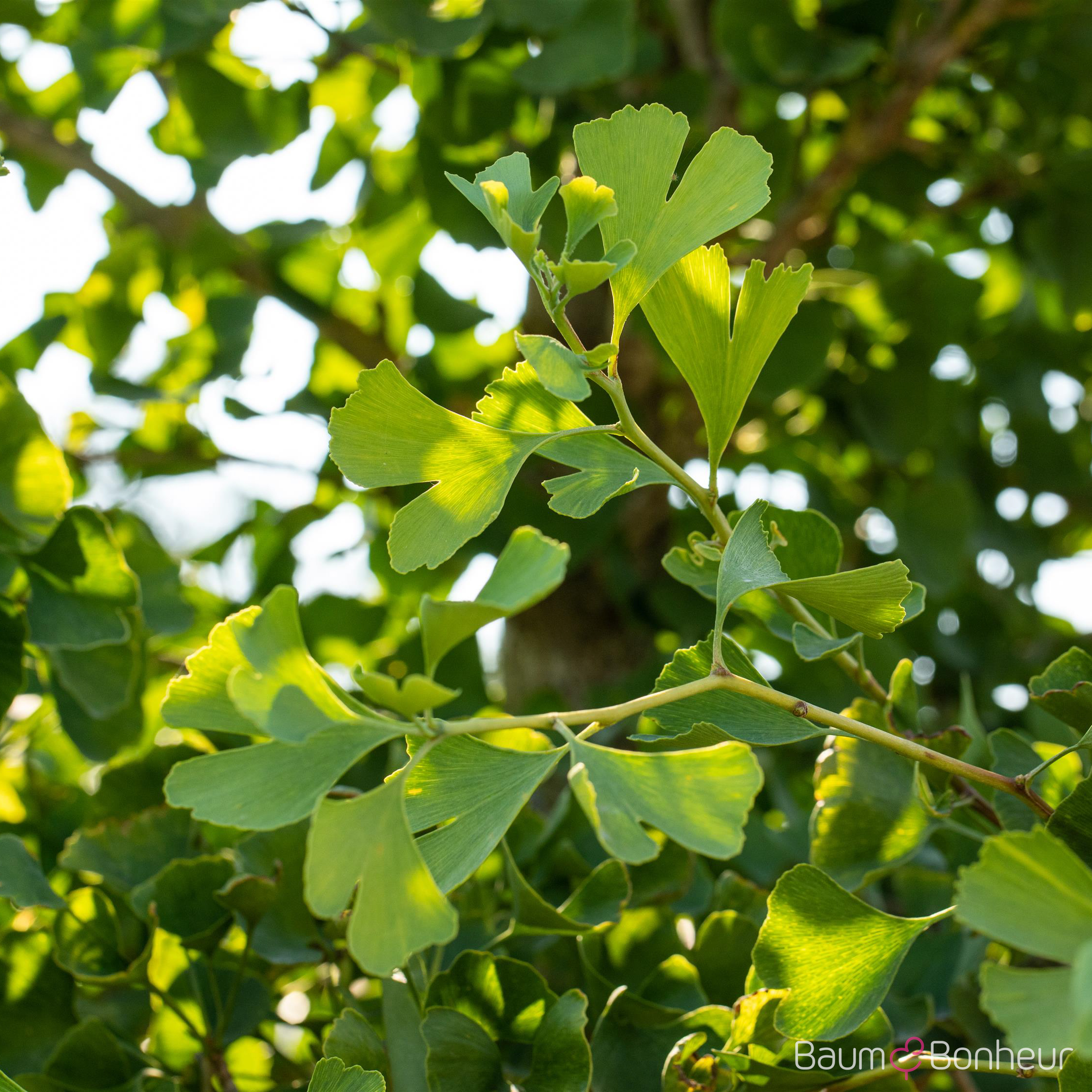 Ginkgo biloba 'Tit'