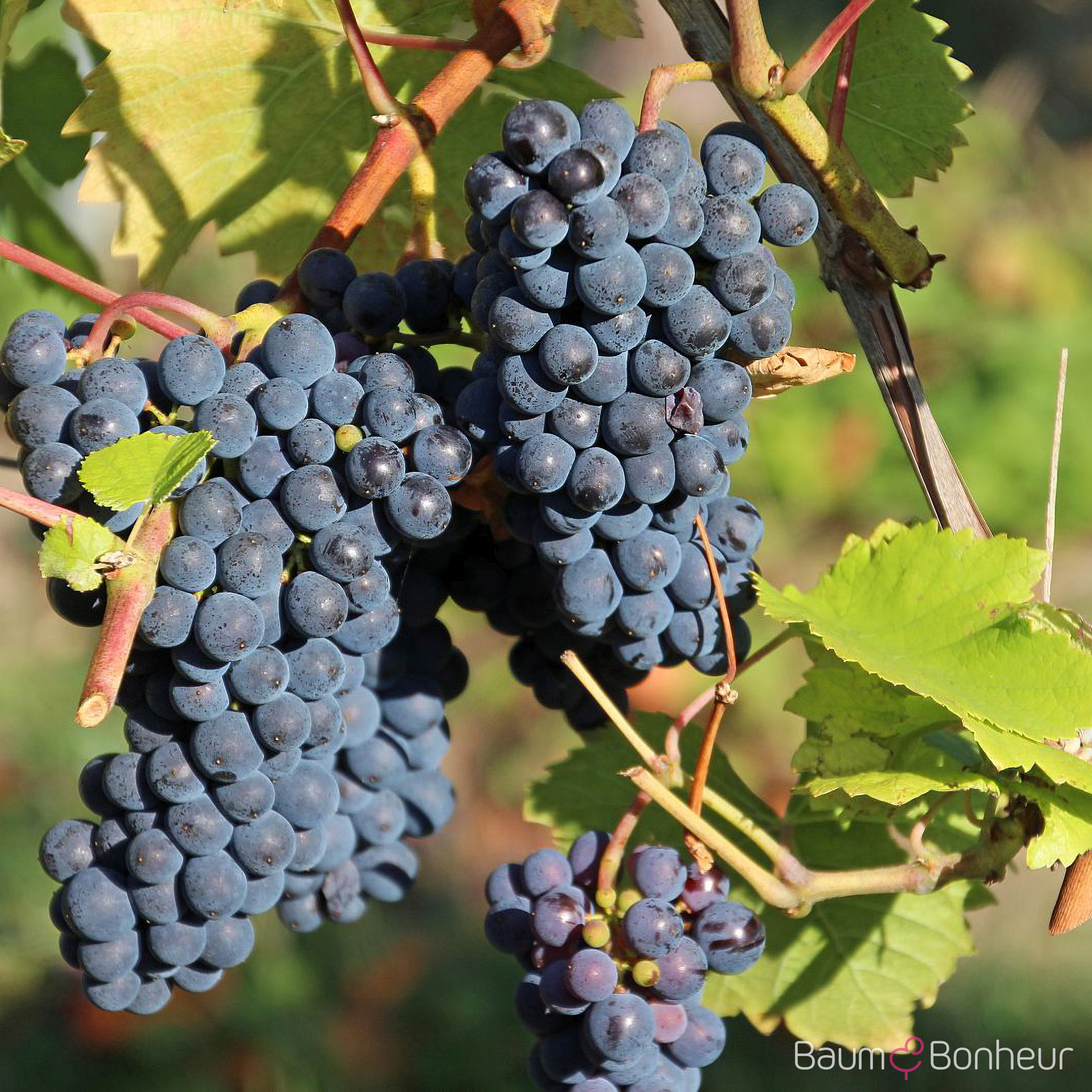 Vitis vinifera 'Blauer Spätburgunder'